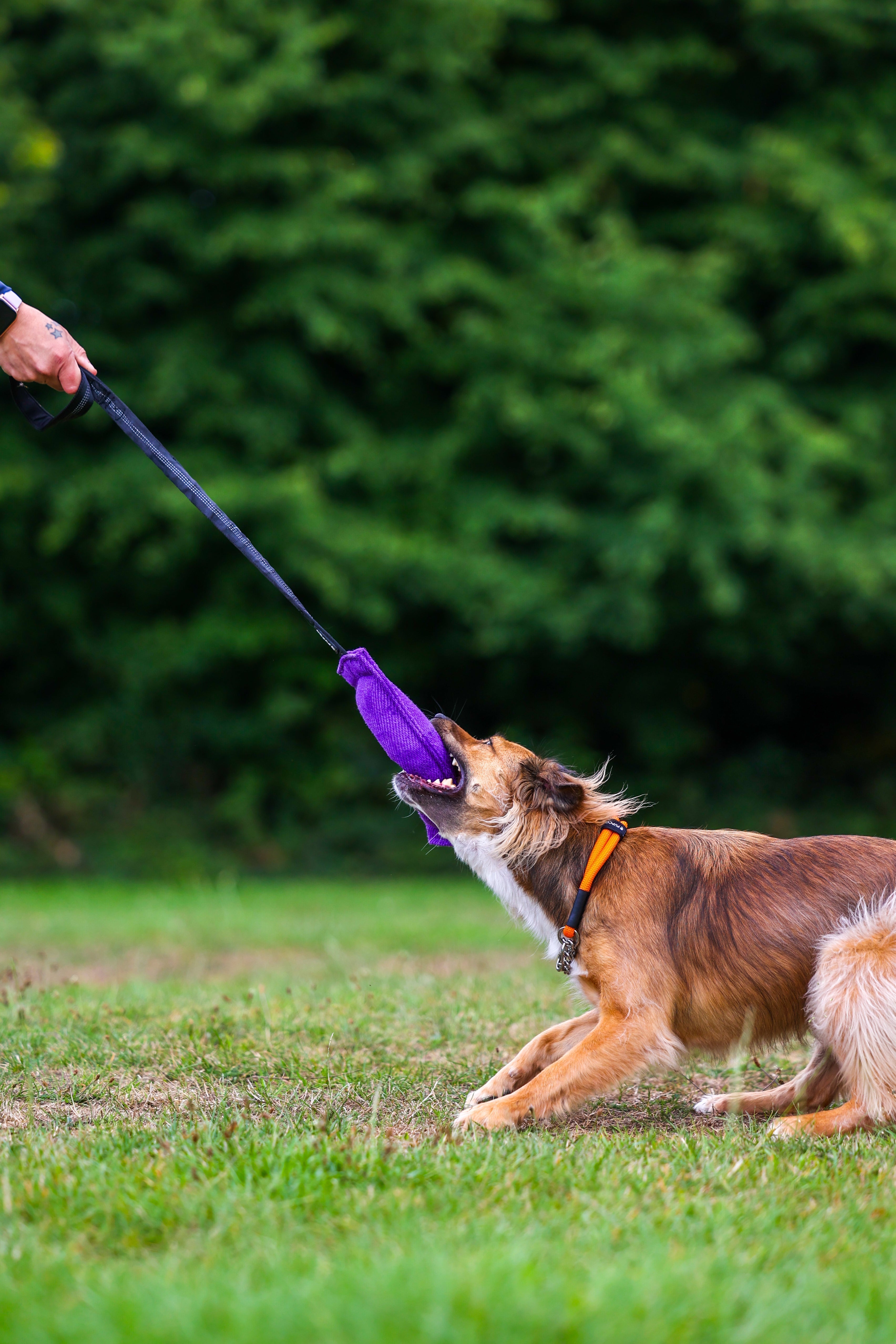 The Secret Weapon in Your Dog's Toy Box: Interactive Play
