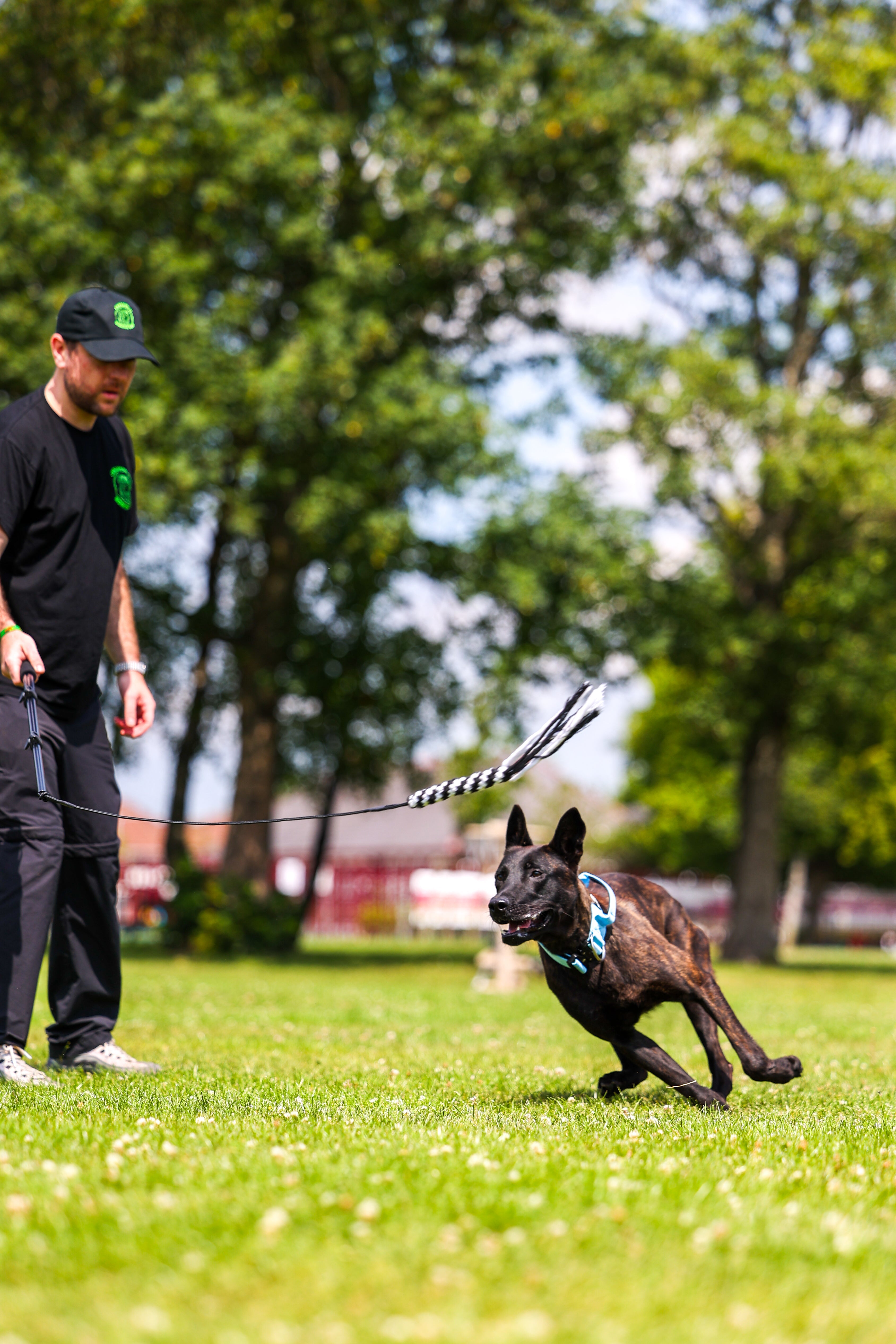 How to Use a Flirt Pole for Your Dog: Benefits and Training Tips