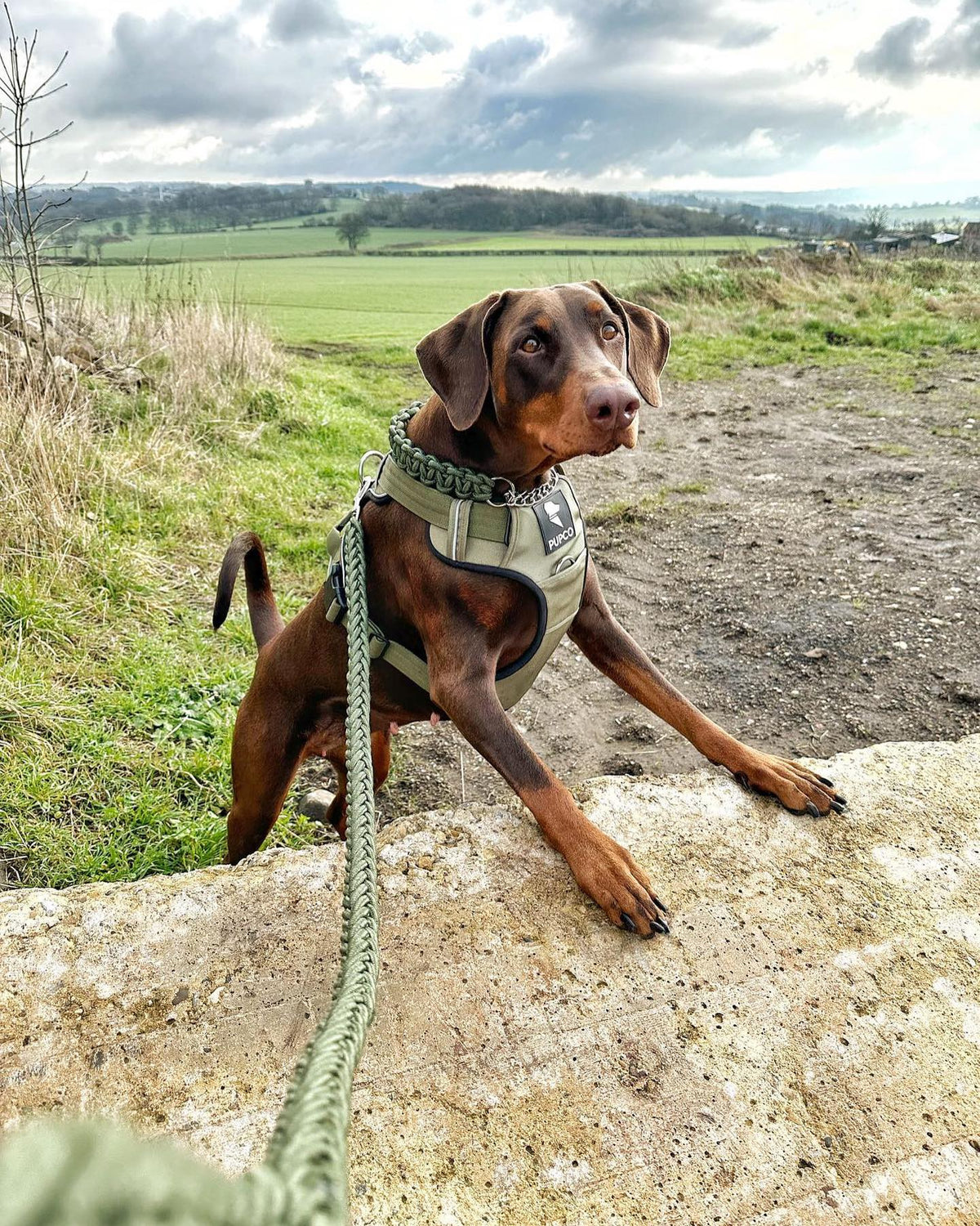 Prime harness bundle - Khaki