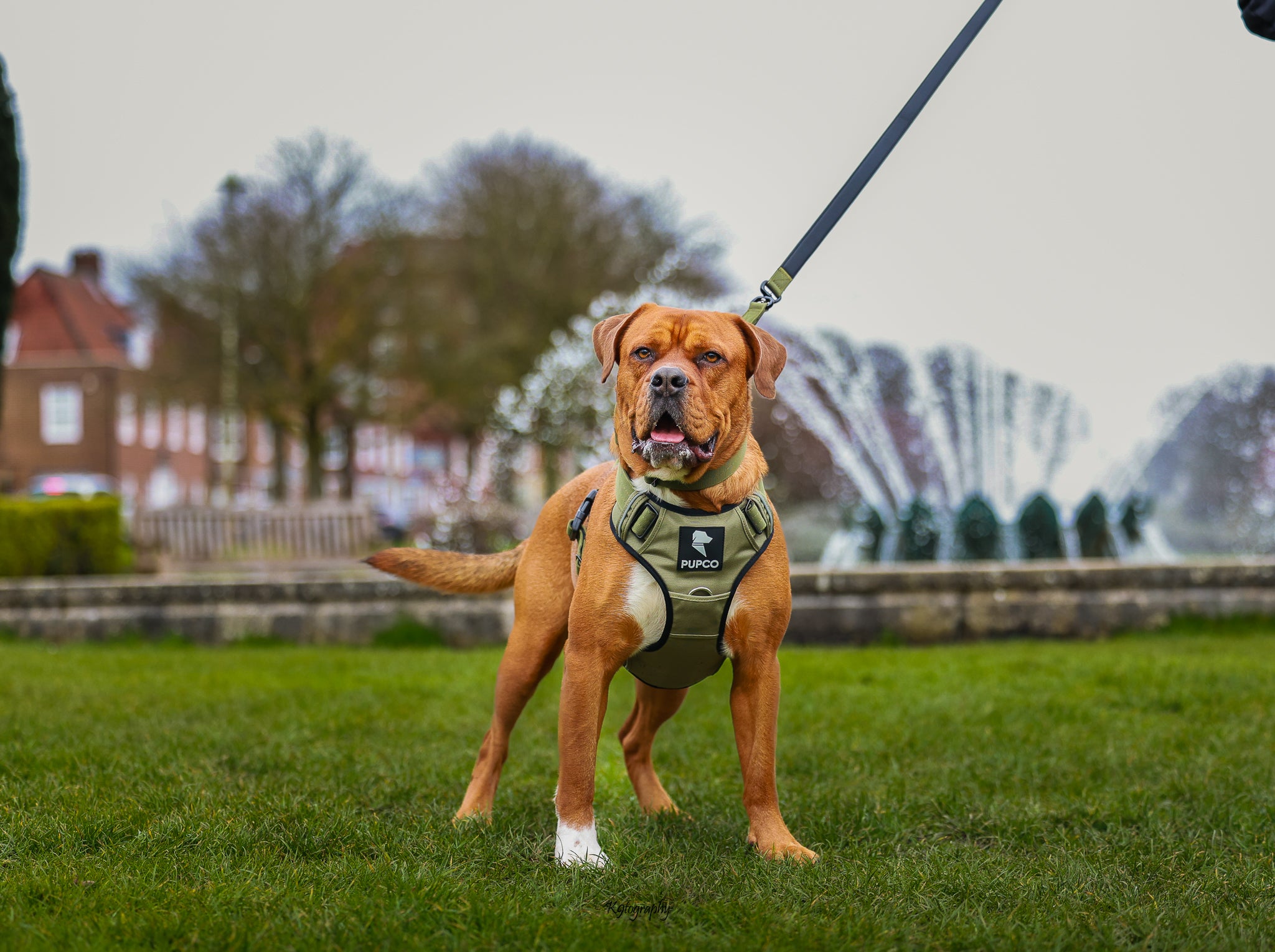 Dog standing outdoors on grass wearing a Prime harness - Khaki attached to a leash with trees and buildings in the background