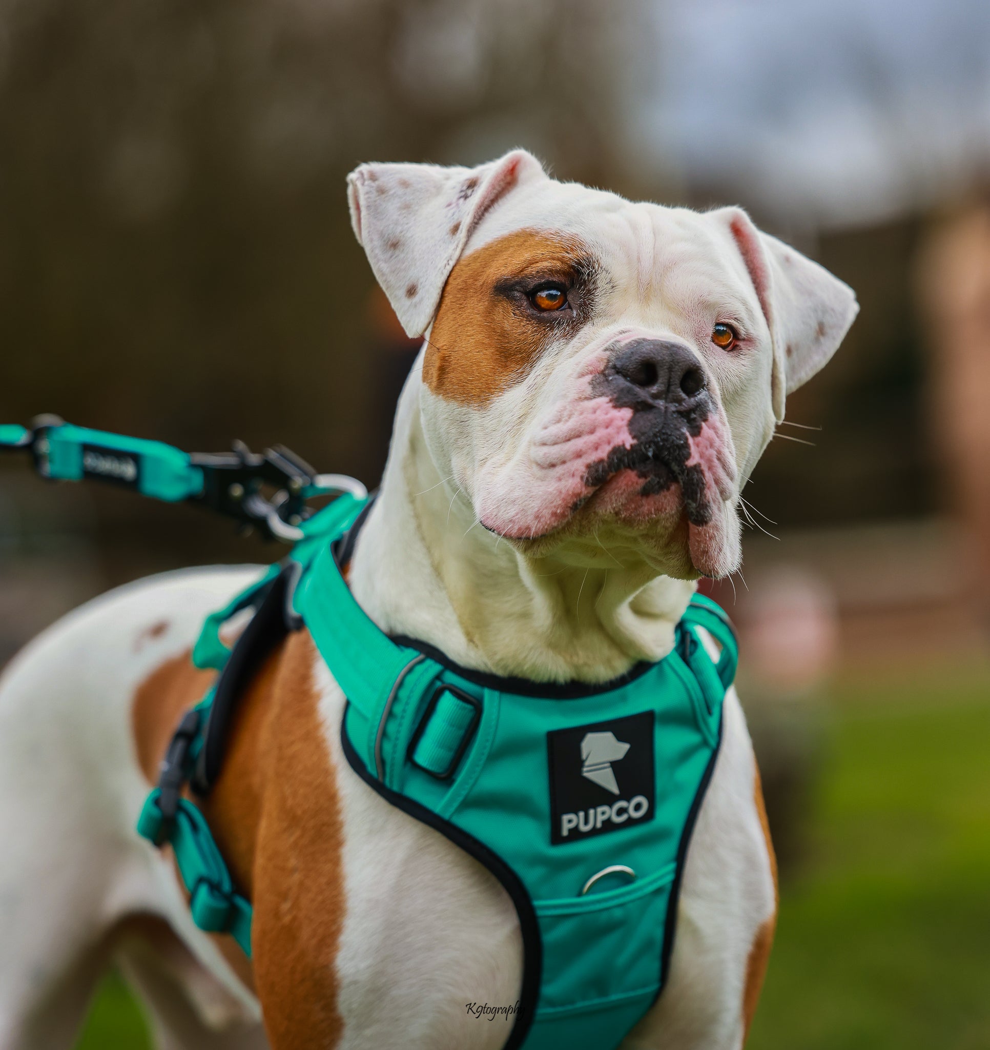 Bulldog wearing a turquoise Prime harness - Turquoise by Pupco, standing outdoors with a leash attached, showcasing durable dog gear for active pets.