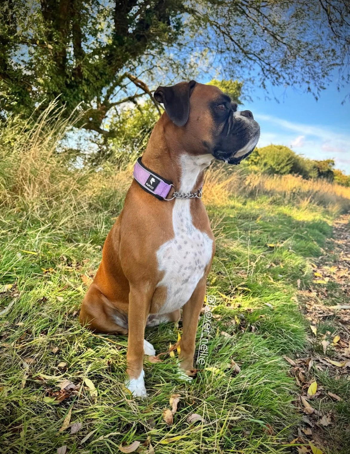 Martingale collar - Purple/ Black