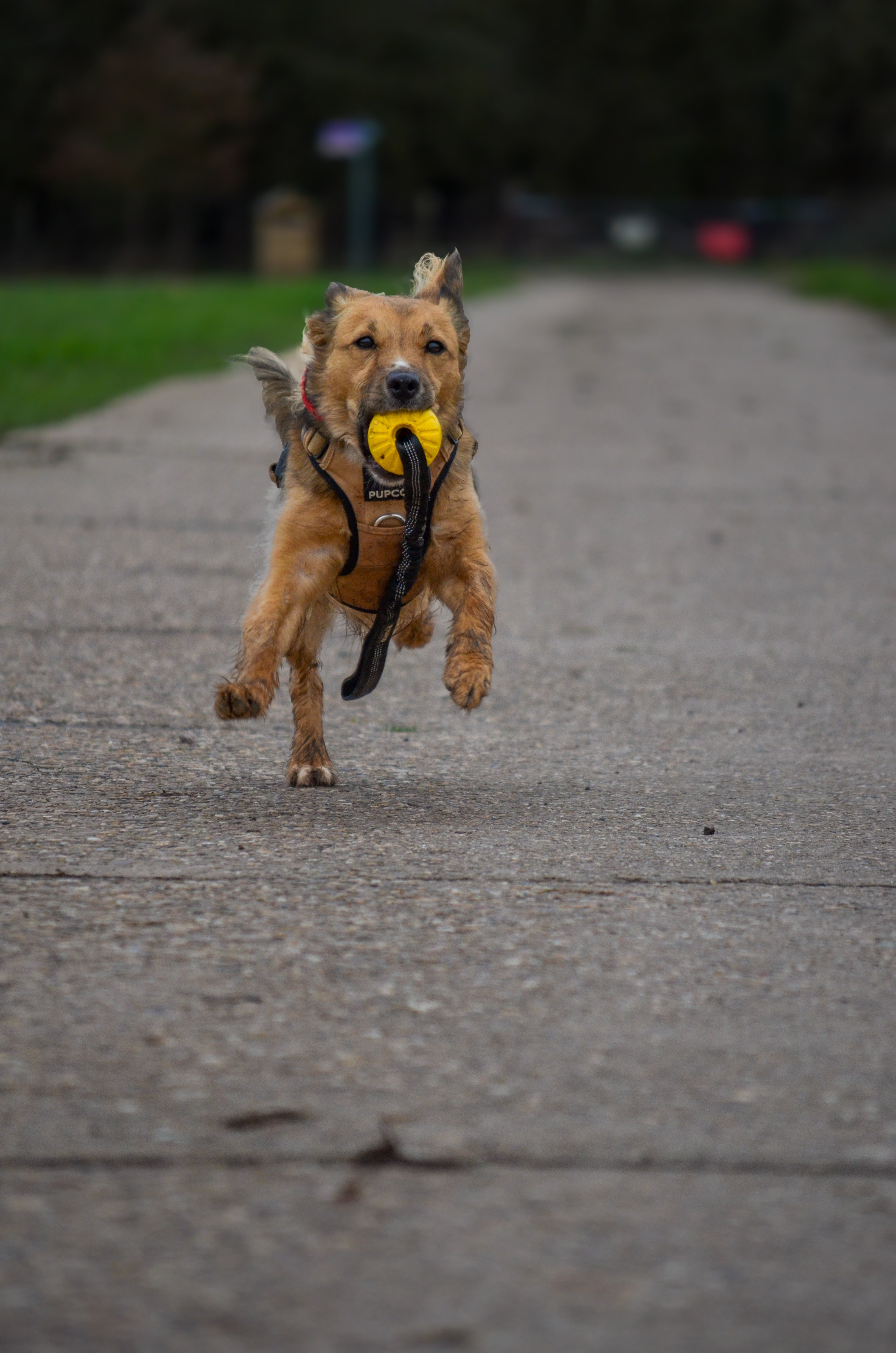 Eva Tug ball 9cm