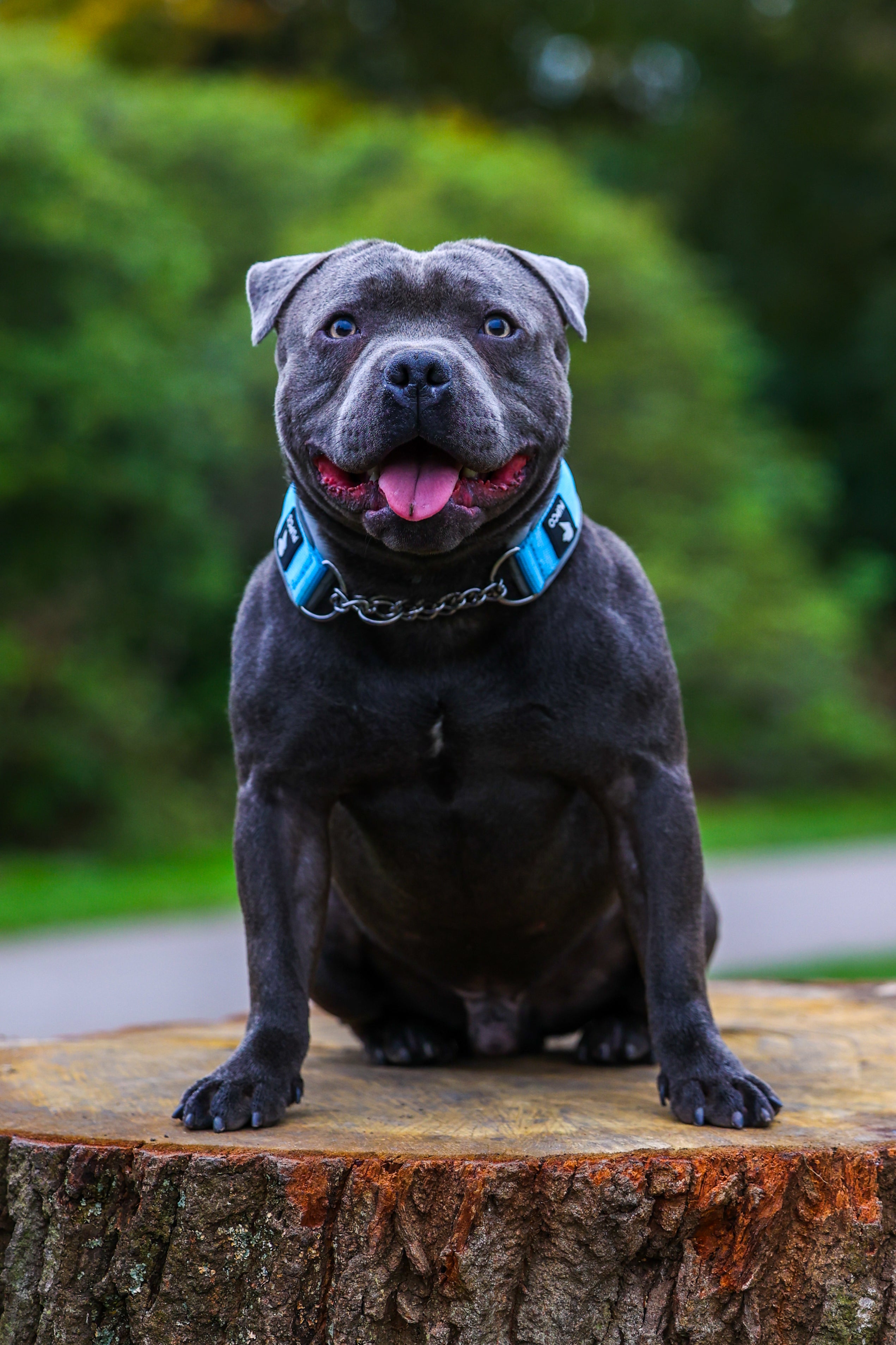 Martingale collar - Sky blue/Grey