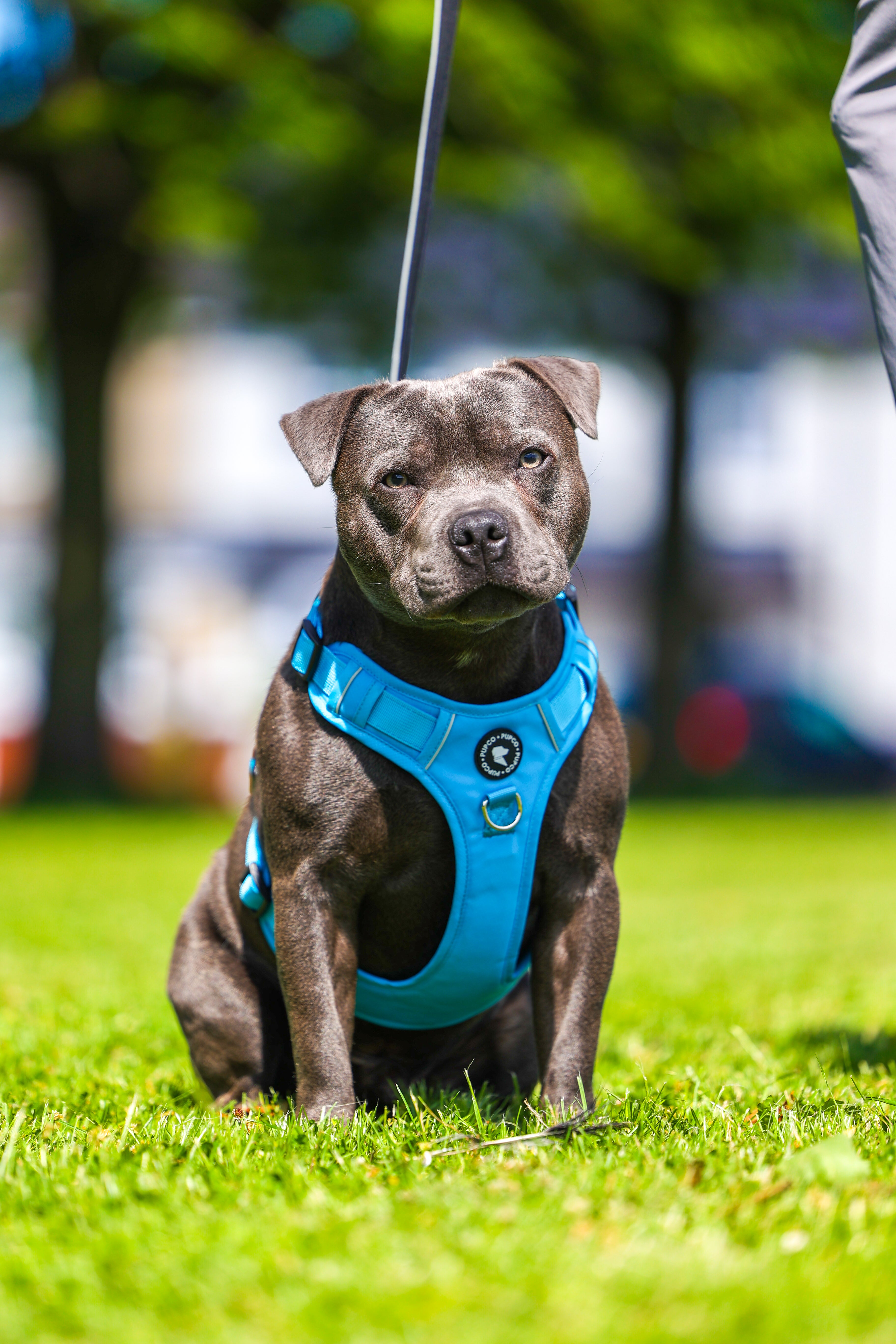 Lunar Harness - Aqua