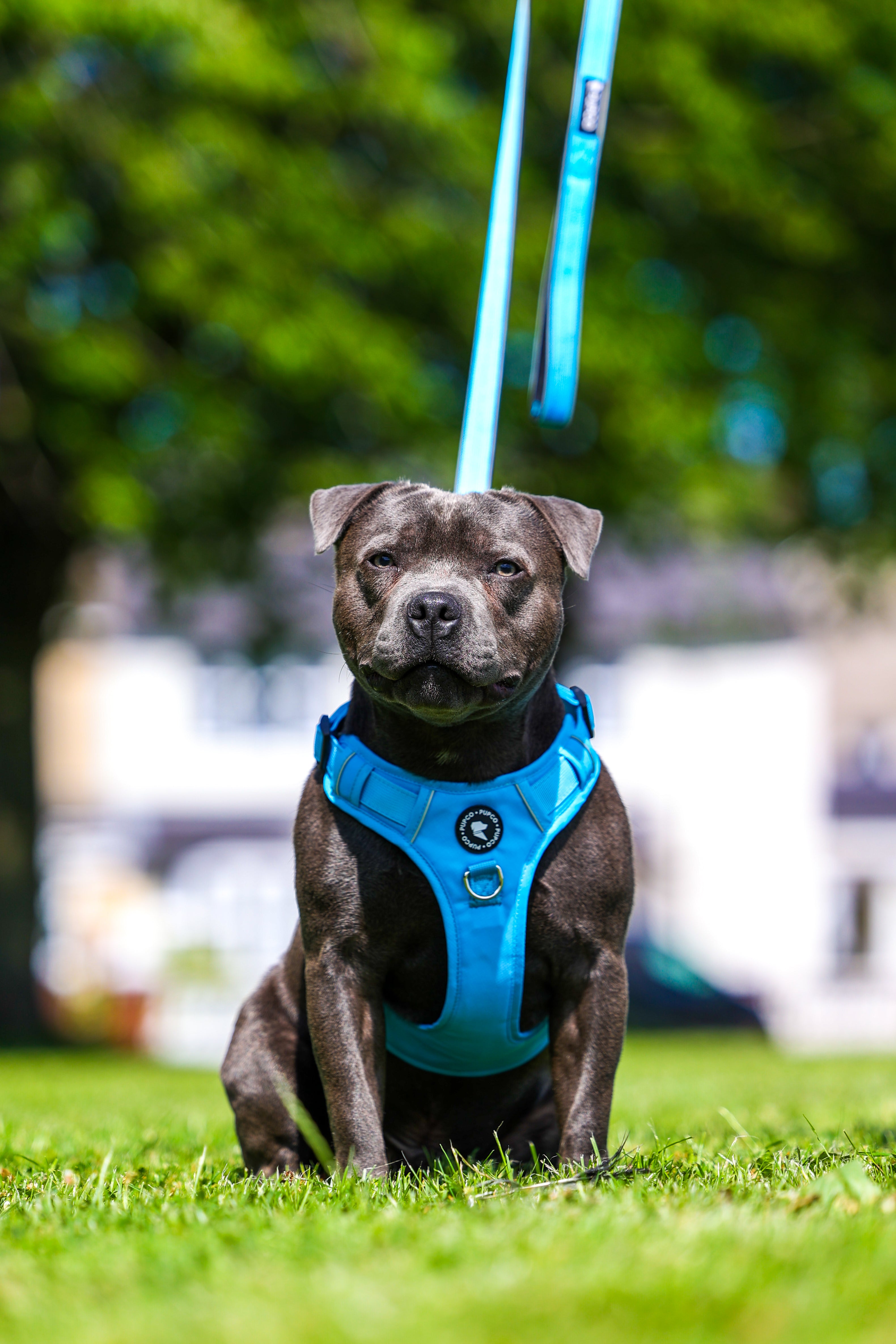 Lunar Harness - Aqua