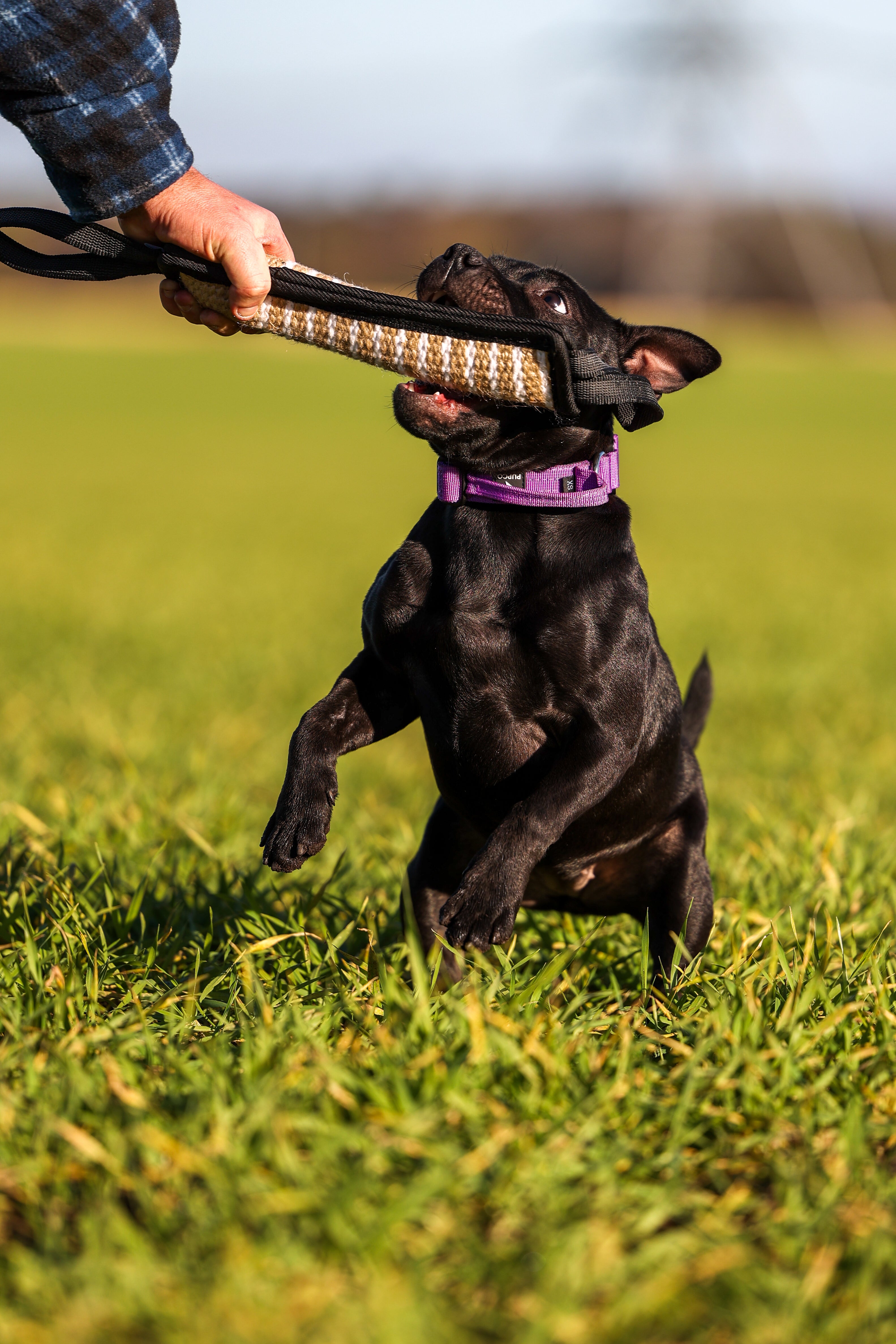 Pupco bite pillow — dog training tug toy | Thepupco UK