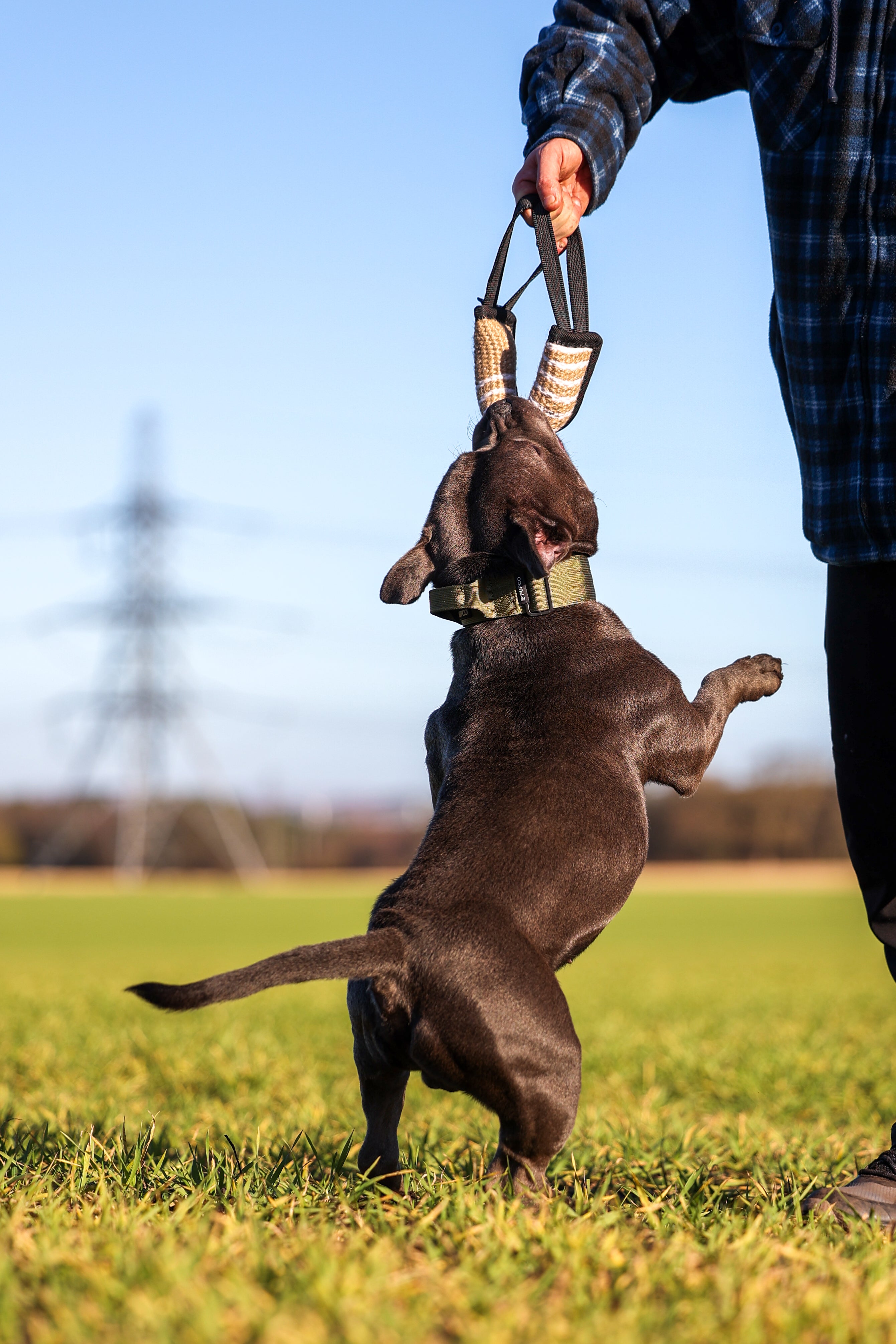 Pupco bite pillow — dog training tug toy | Thepupco UK