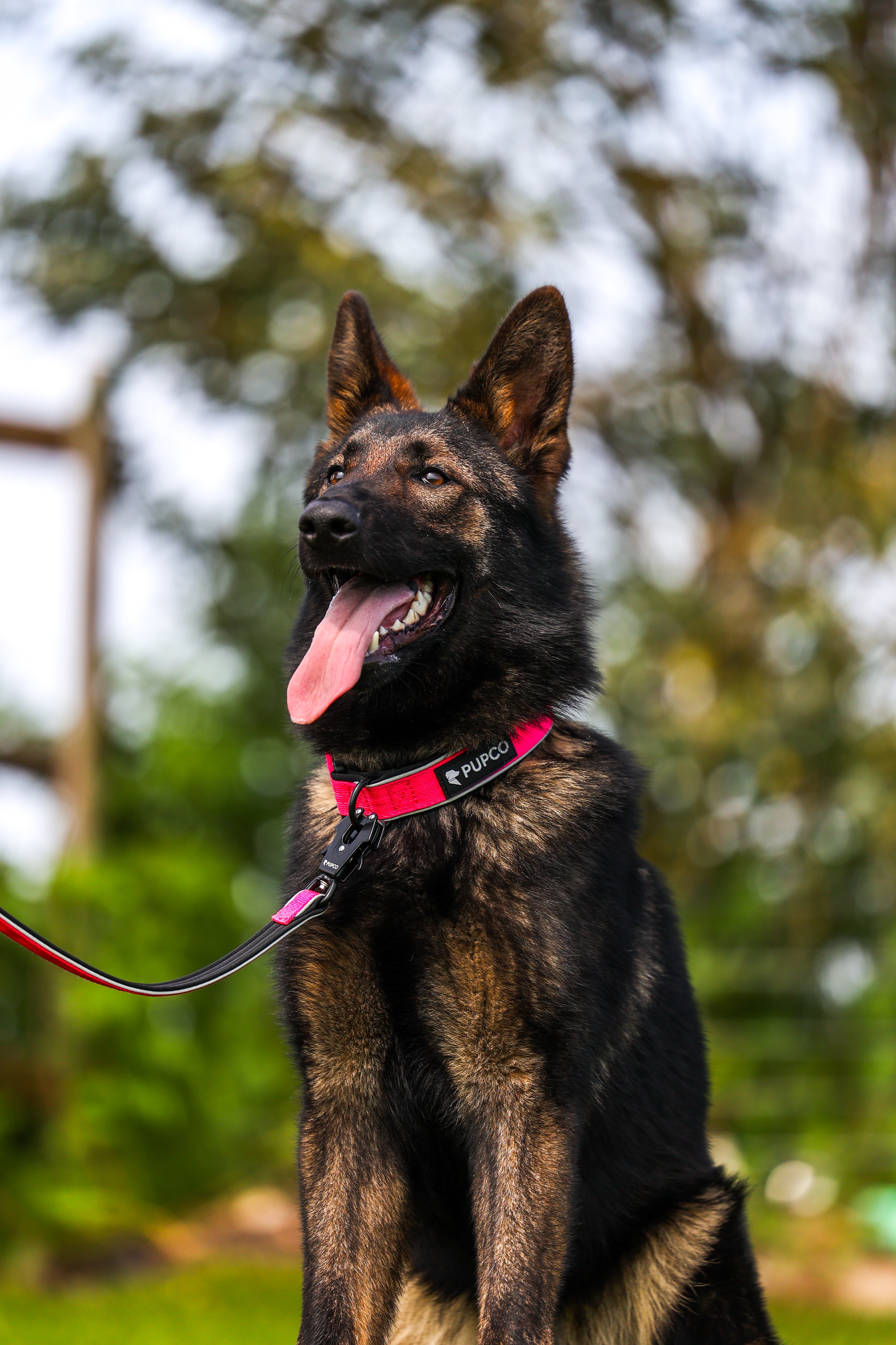 German Shepherd wearing a bright pink Reflective tactical collar - Rose pink with black leash outdoors, looking happy and alert in a green park setting.