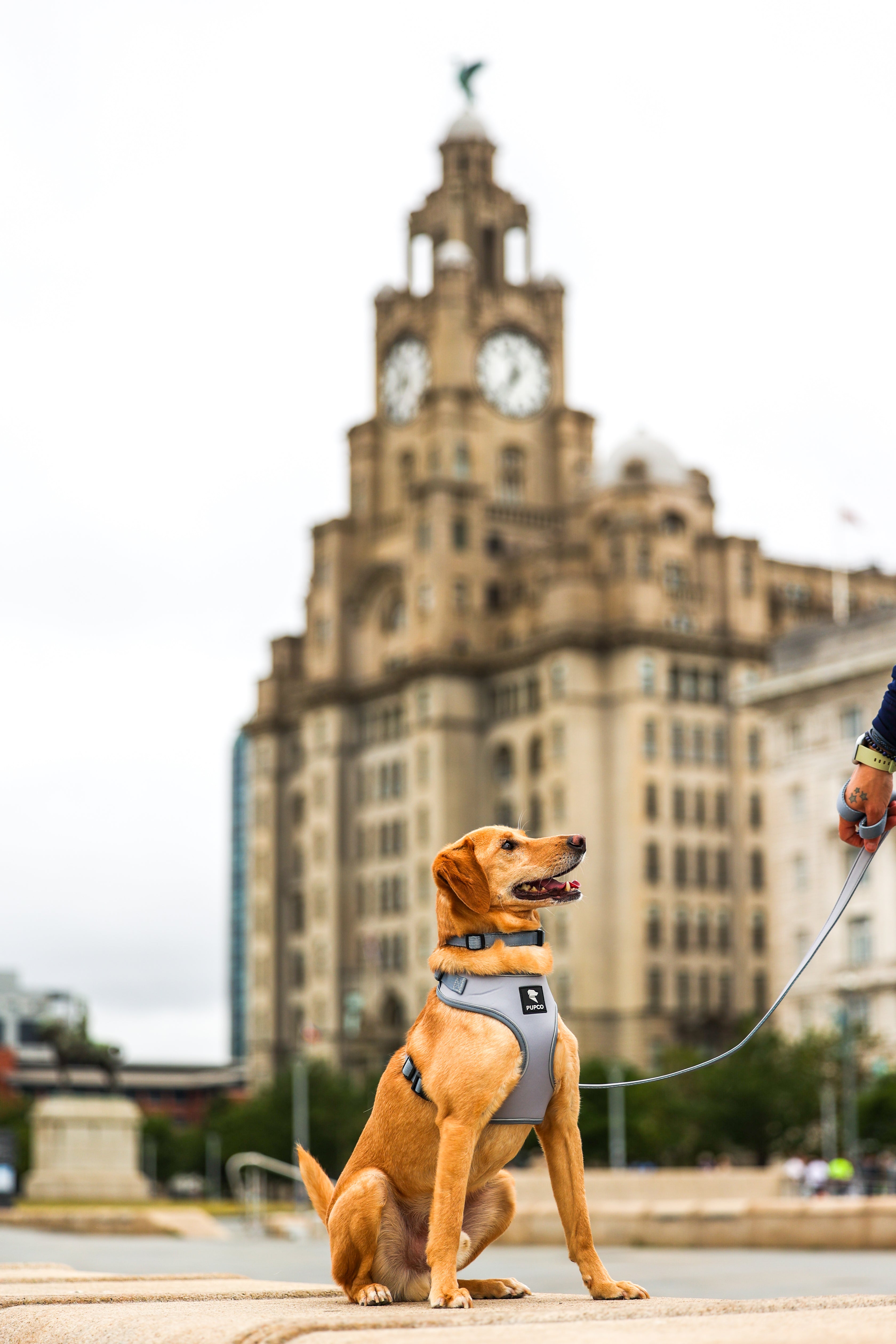 Golden retriever wearing an Air-Lite Harness - Grey sitting on a paved area with a large historic building in the background, attached to a dog lead held by a person.