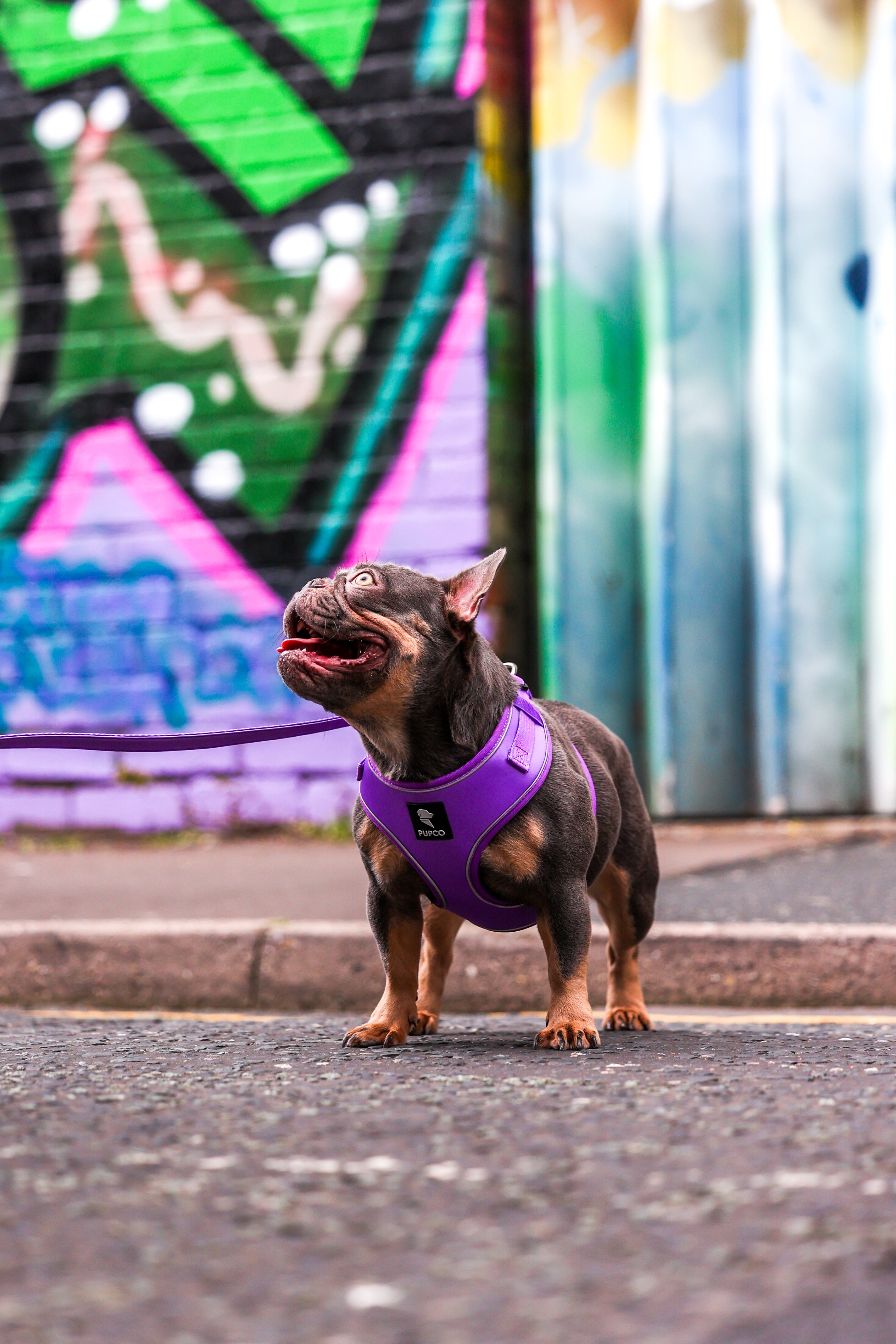Small muscular dog wearing a vibrant Air-Lite Harness - Purple standing on an urban street with colorful graffiti walls in the background, showcasing durable, comfortable dog gear.