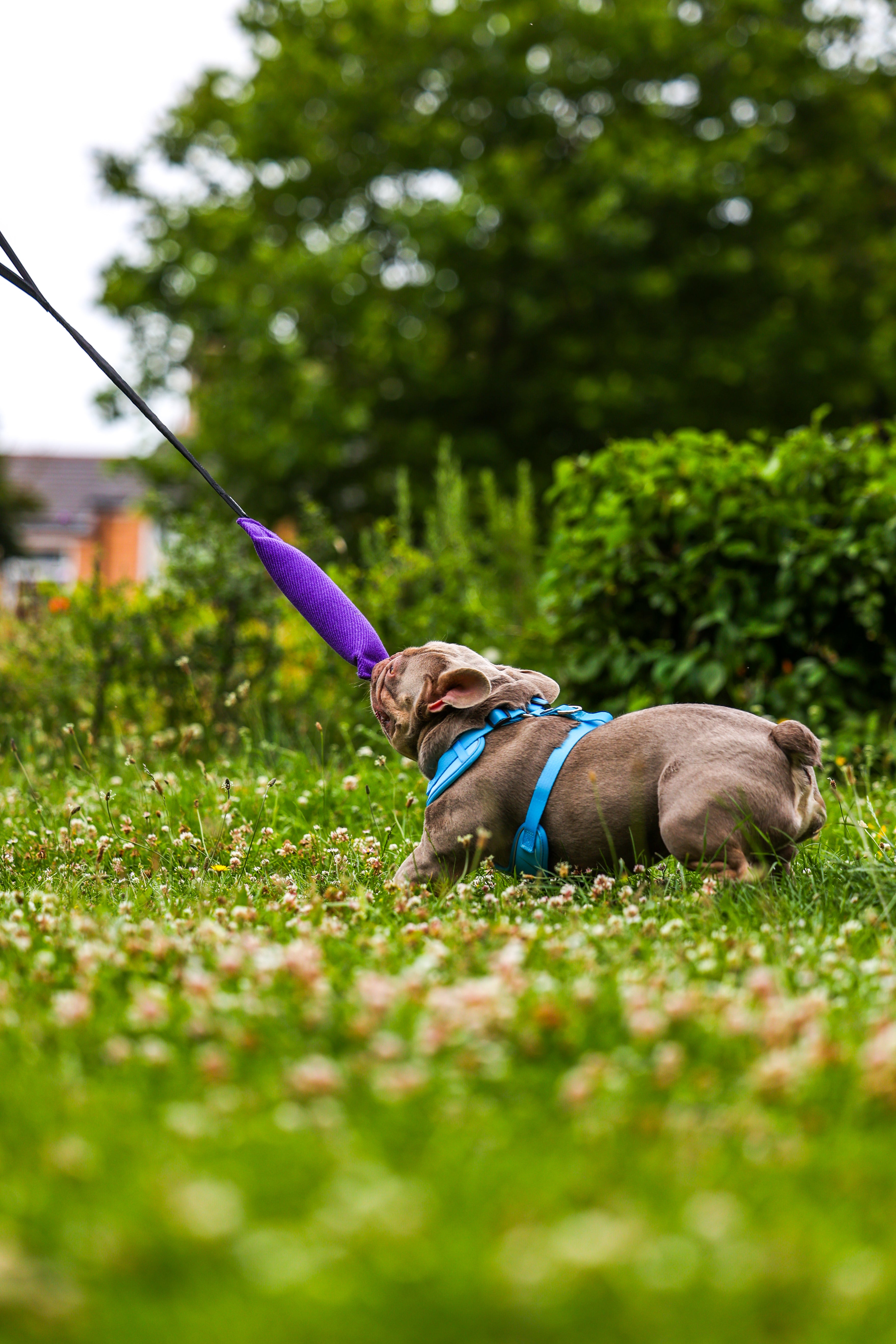 BUNGEE TUGGER - Khaki