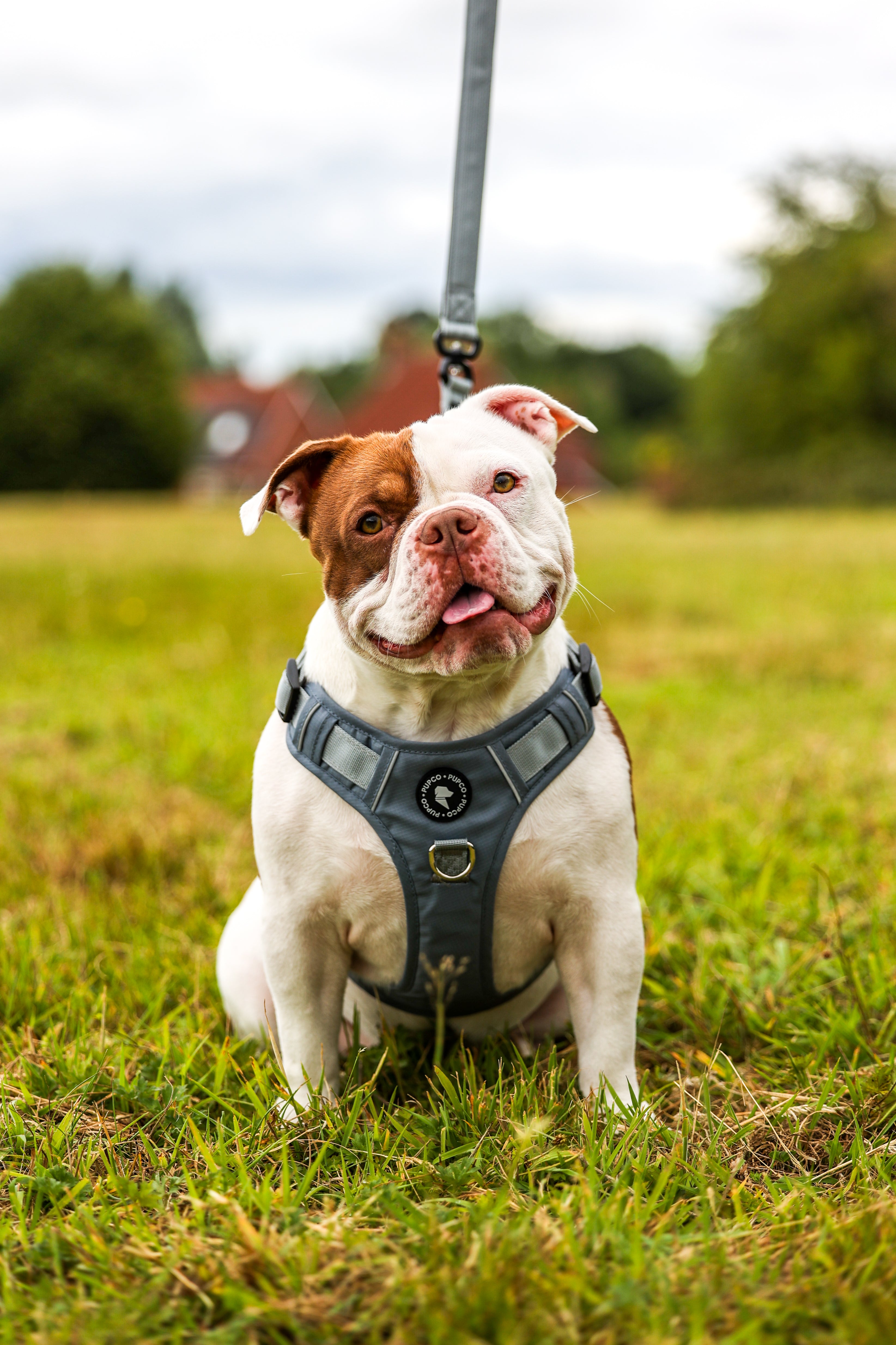 Lunar Harness - Grey