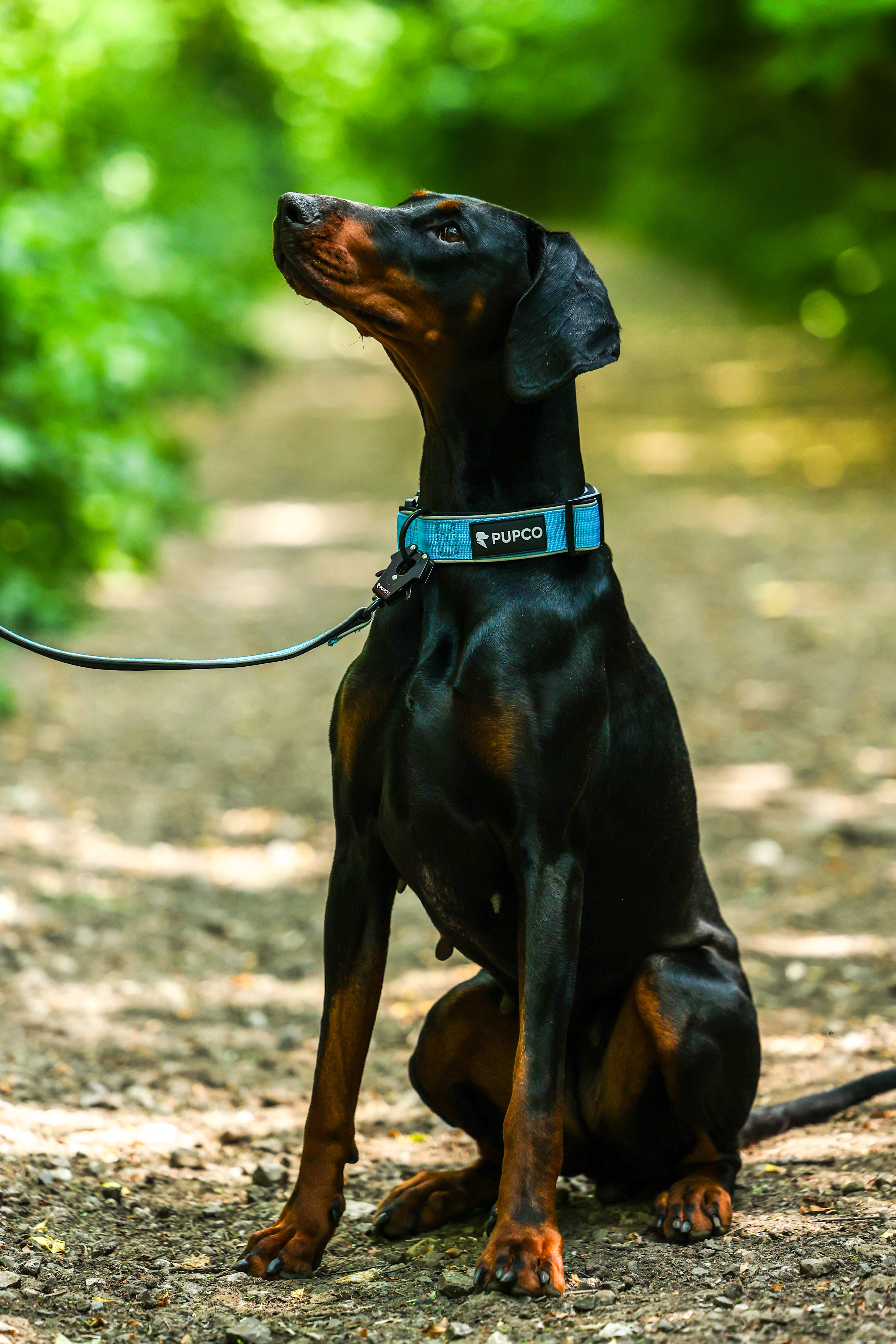 Doberman wearing a reflective tactical collar - Aqua with an attached leash, sitting attentively on a forest trail surrounded by greenery.