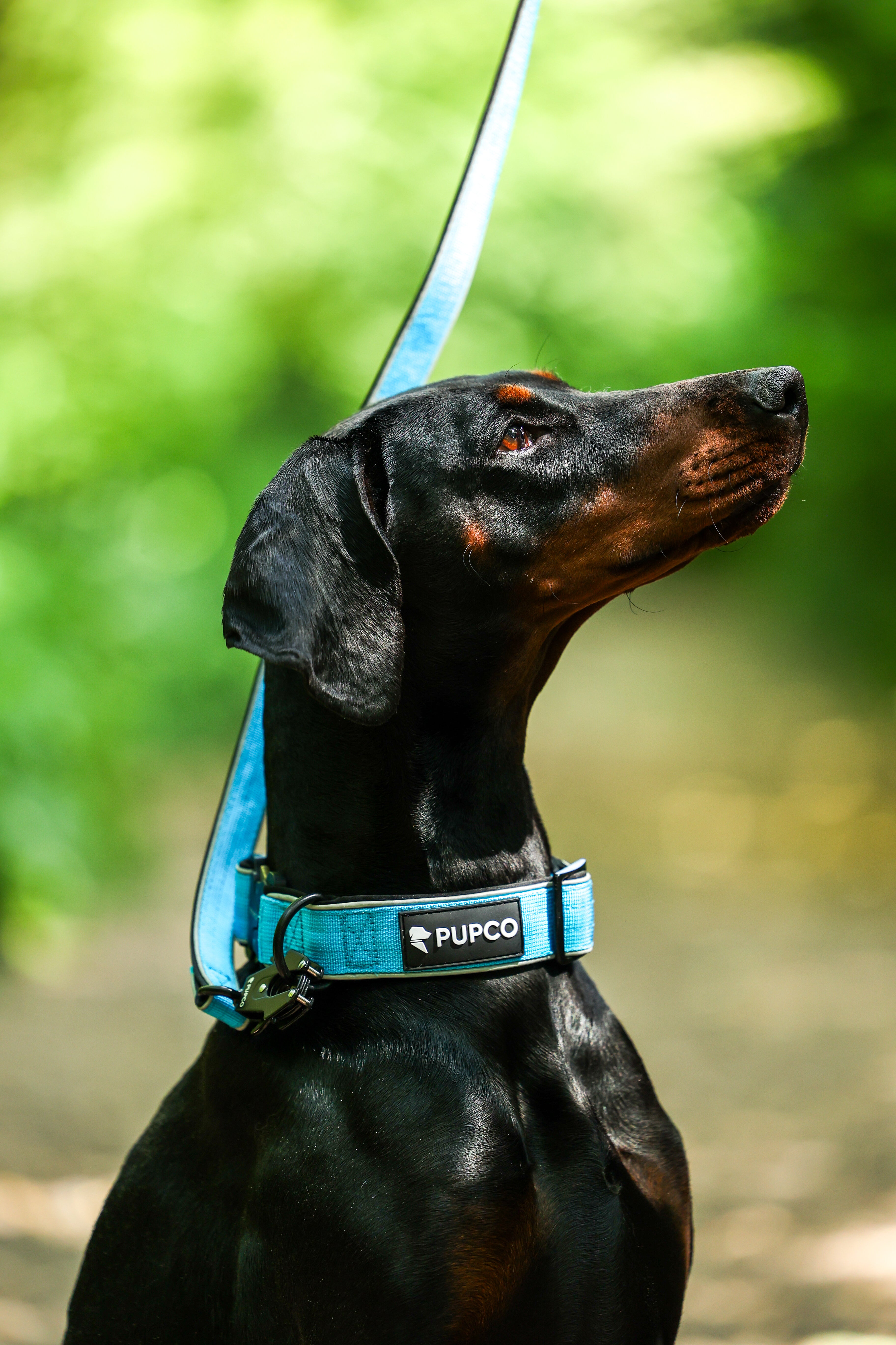 Doberman wearing a bright blue Reflective tactical collar - Aqua with a matching leash outdoors against a blurred green background.