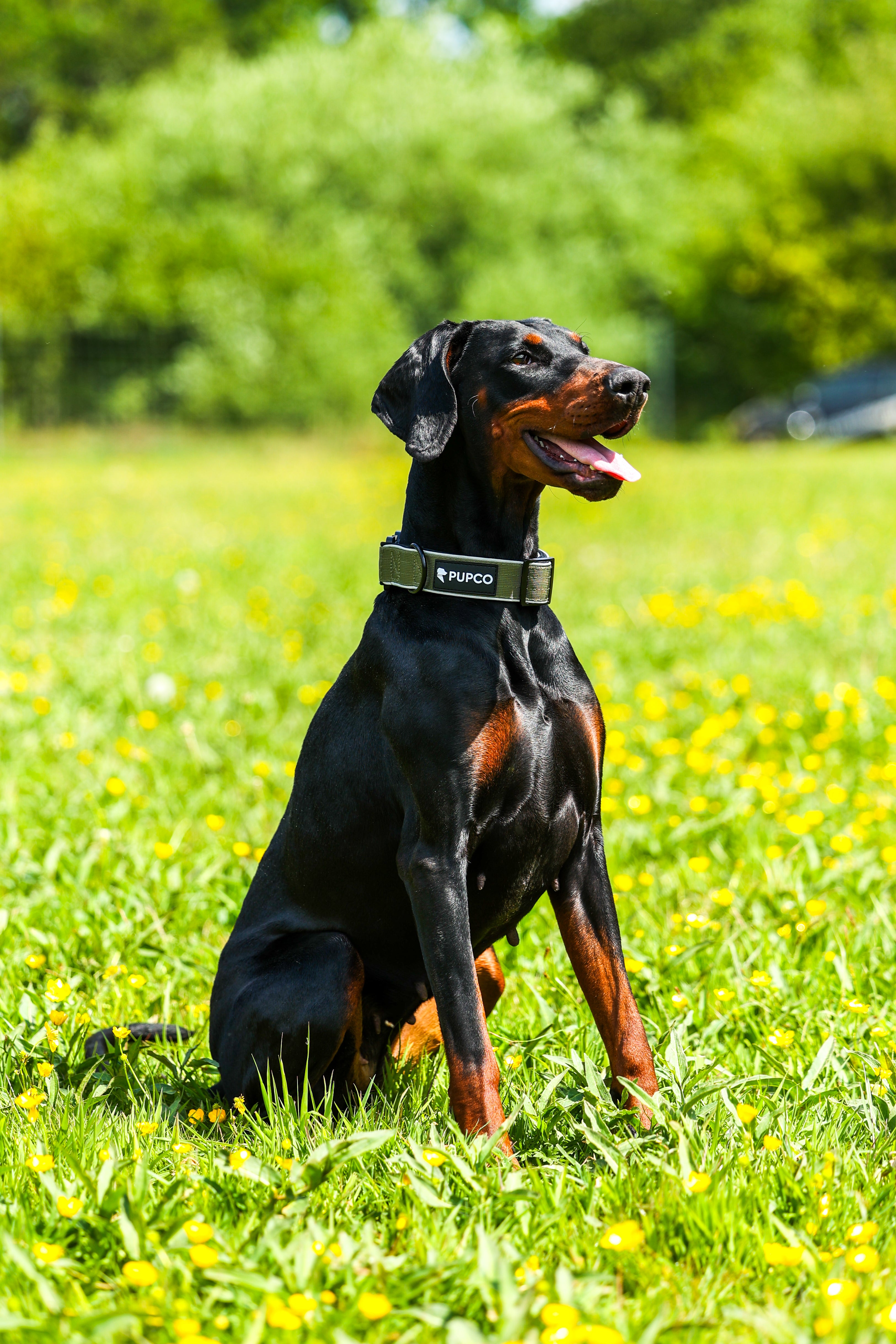 Doberman wearing a Reflective tactical collar - Khaki sitting on grass in a sunny outdoor setting with green trees and yellow flowers in the background.