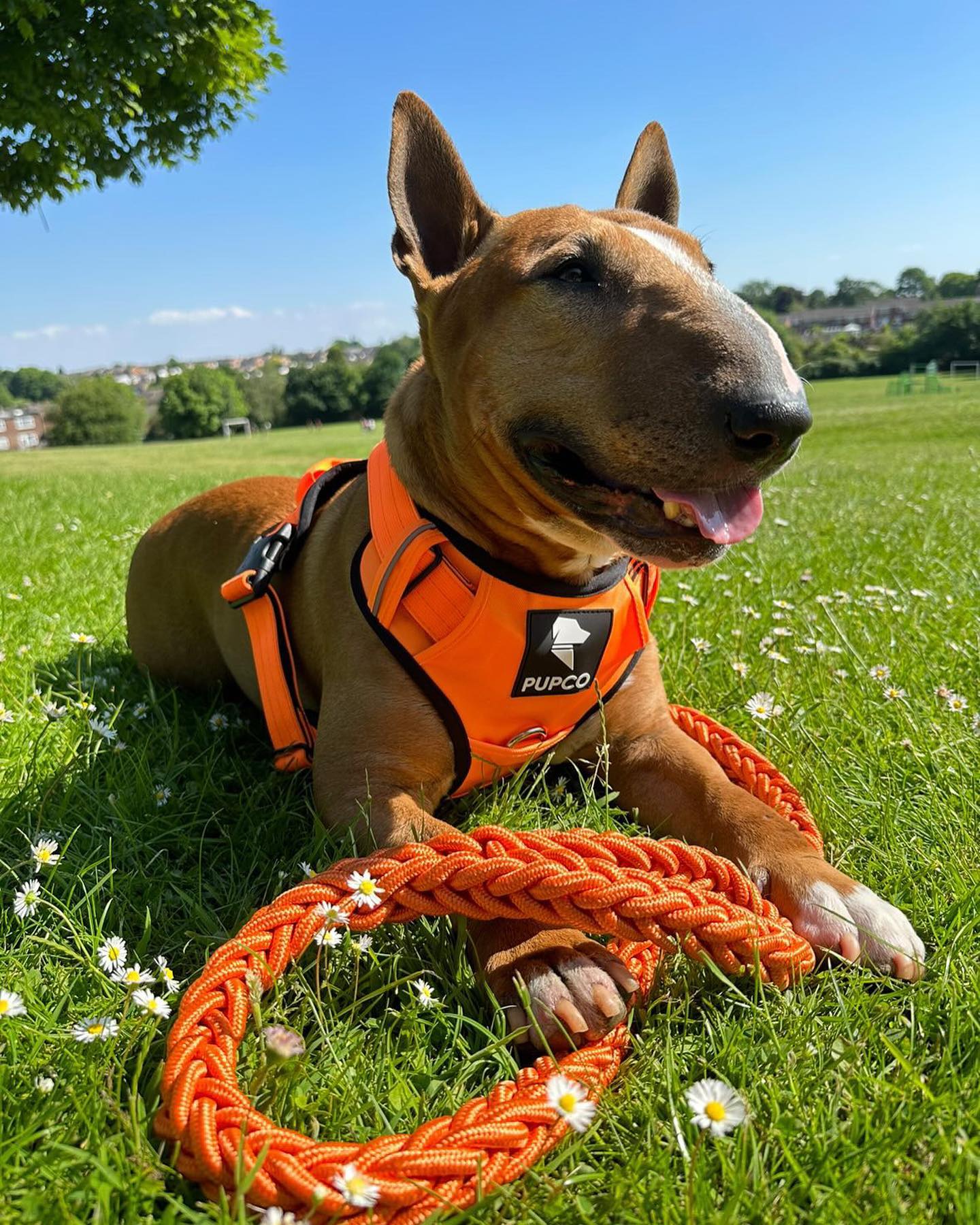 Prime harness - Orange