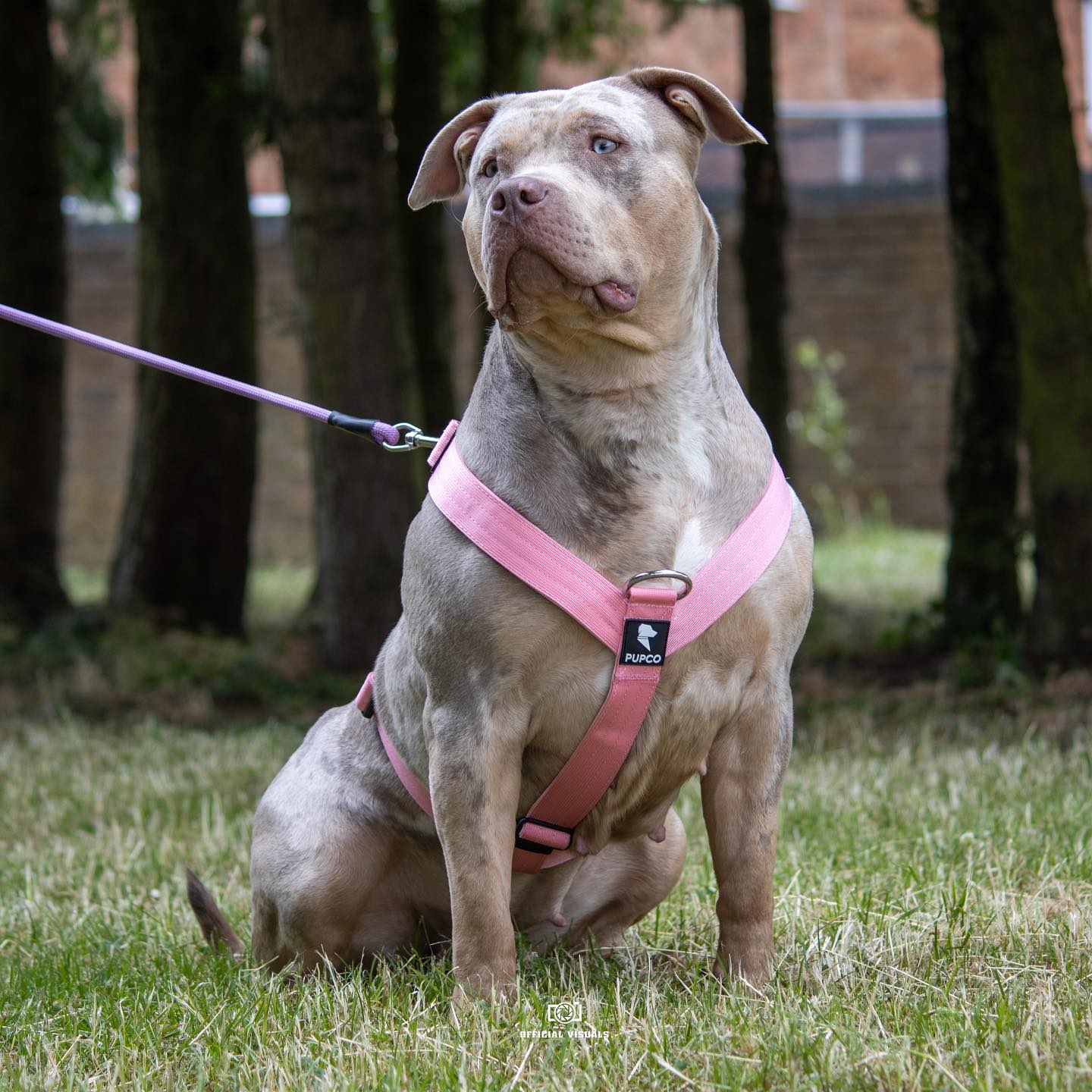 Ultra Harness - Anti pull - Pink