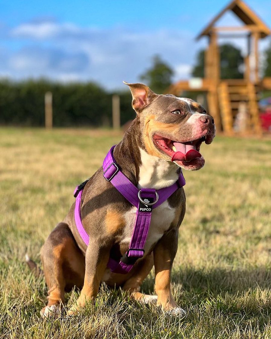 Ultra Harness - Anti pull - Purple