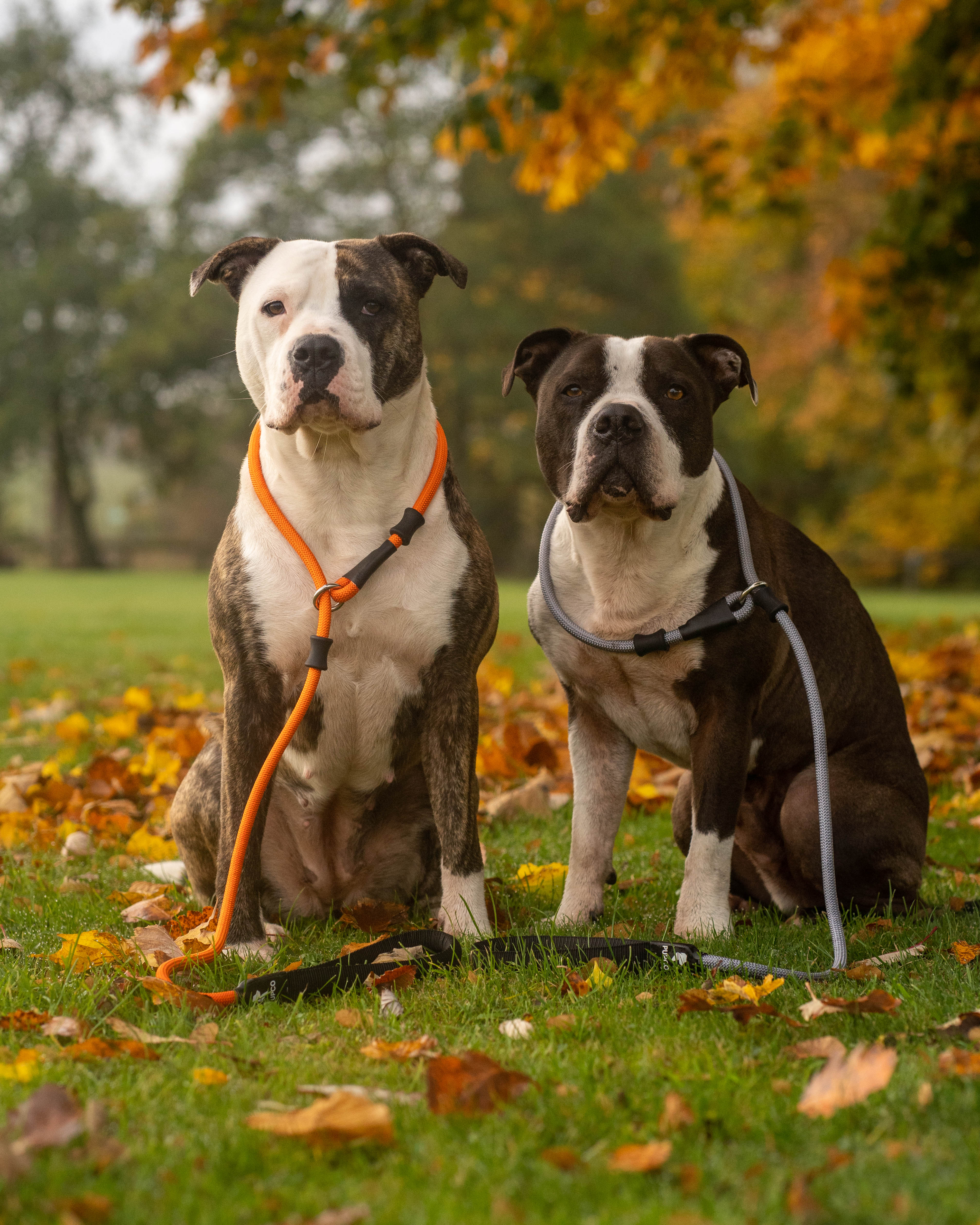 Slip rope lead - Grey