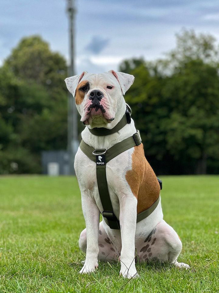 Ultra Harness - Anti pull - Khaki