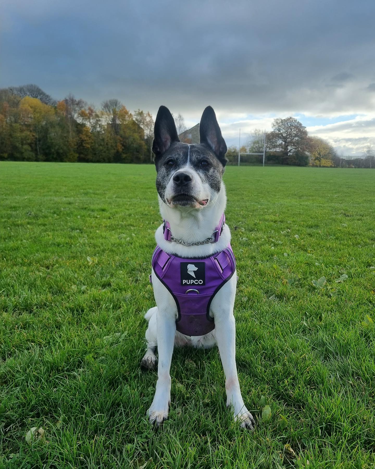 Prime harness - purple