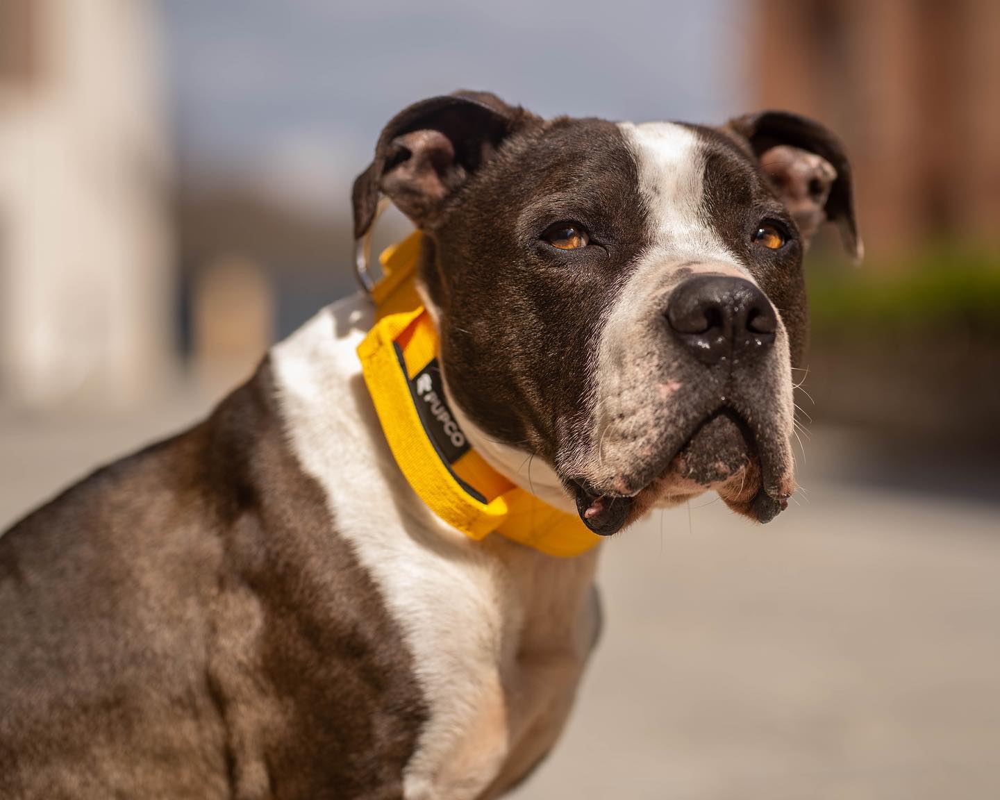 Performance collar with handle 4CM - Yellow