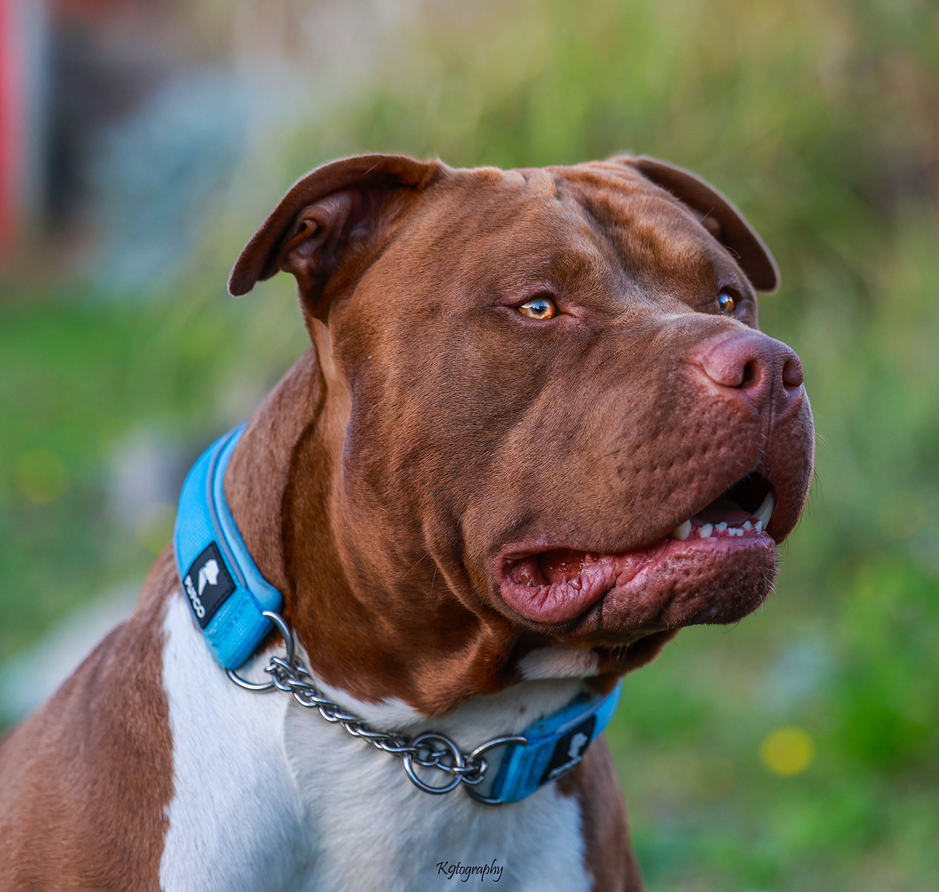 The Pupco Martingale Collar: A Review for Better Dog Training