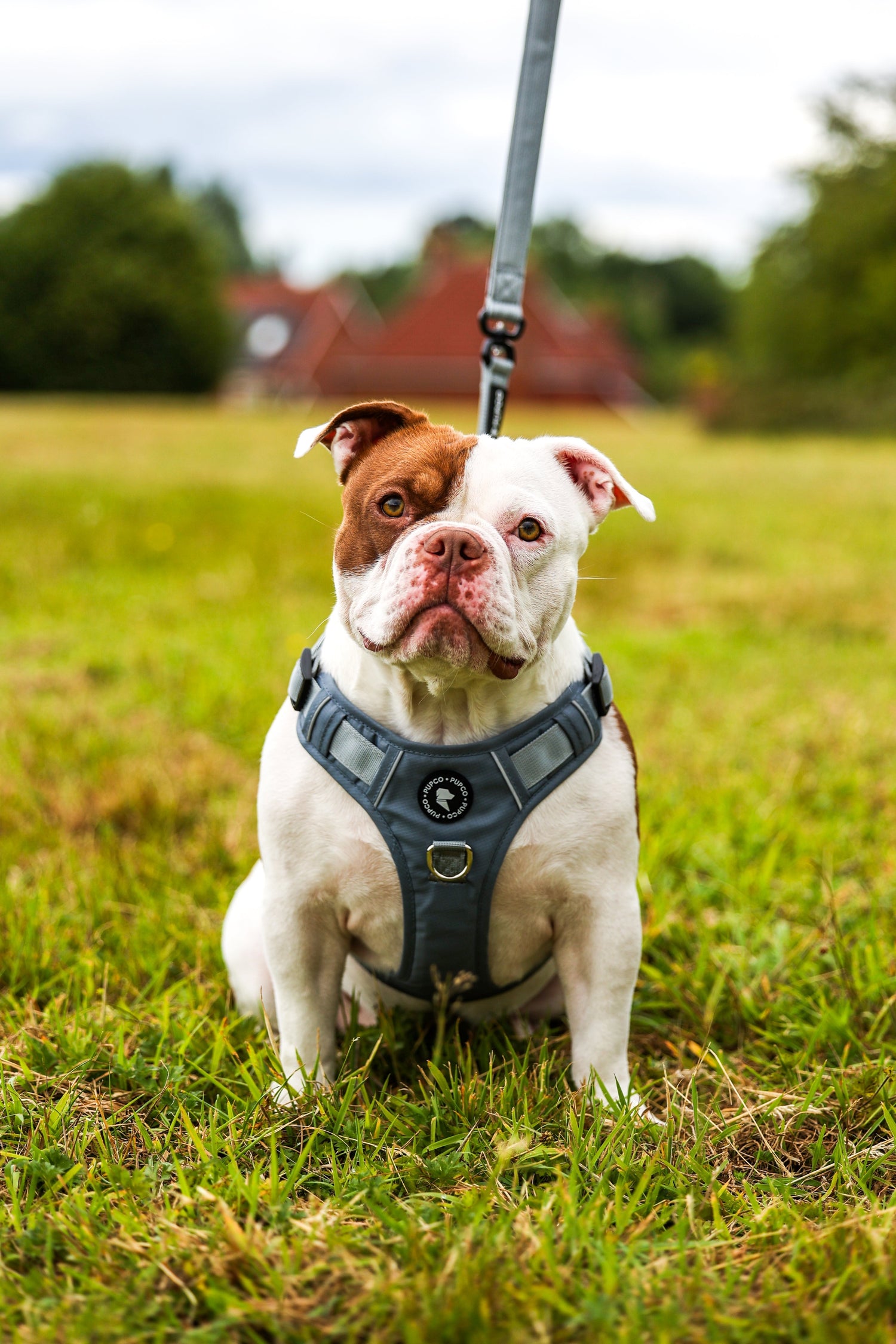 Say Goodbye to Pulling With our Lunar harness.