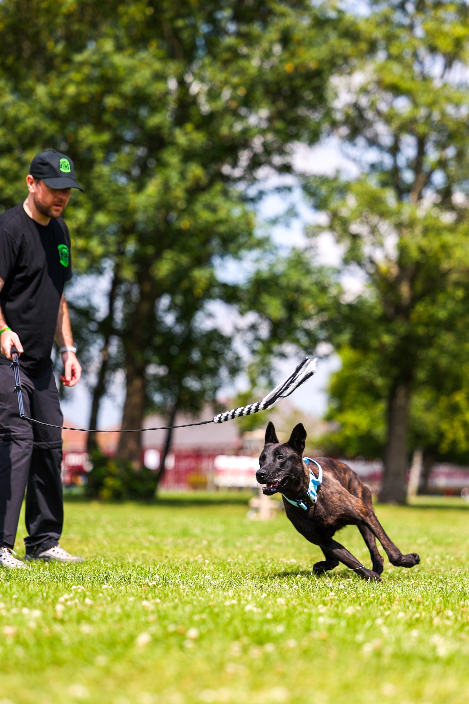 How to Use a Flirt Pole for Your Dog: Benefits and Training Tips