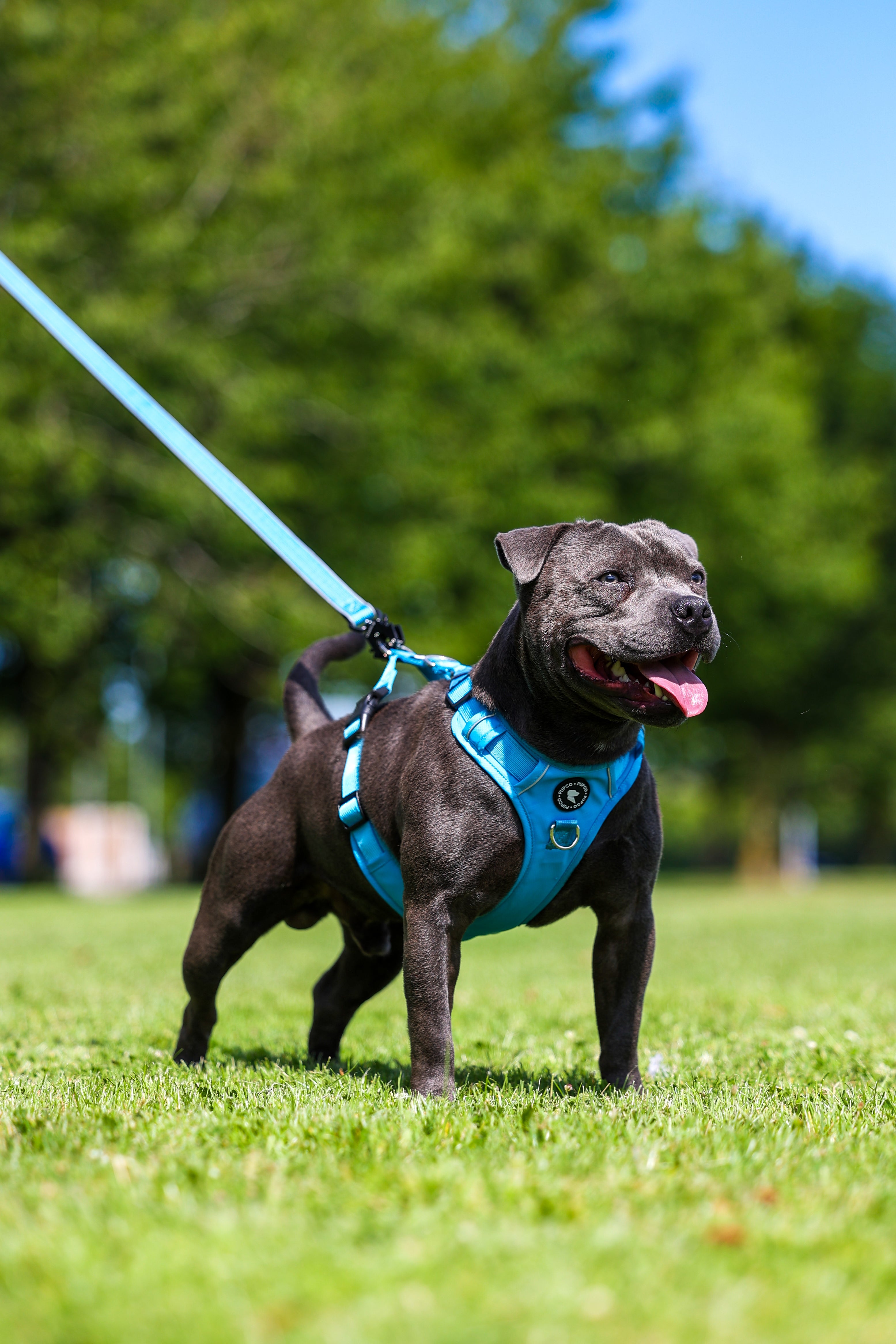 Lunar harness bundle - Aqua