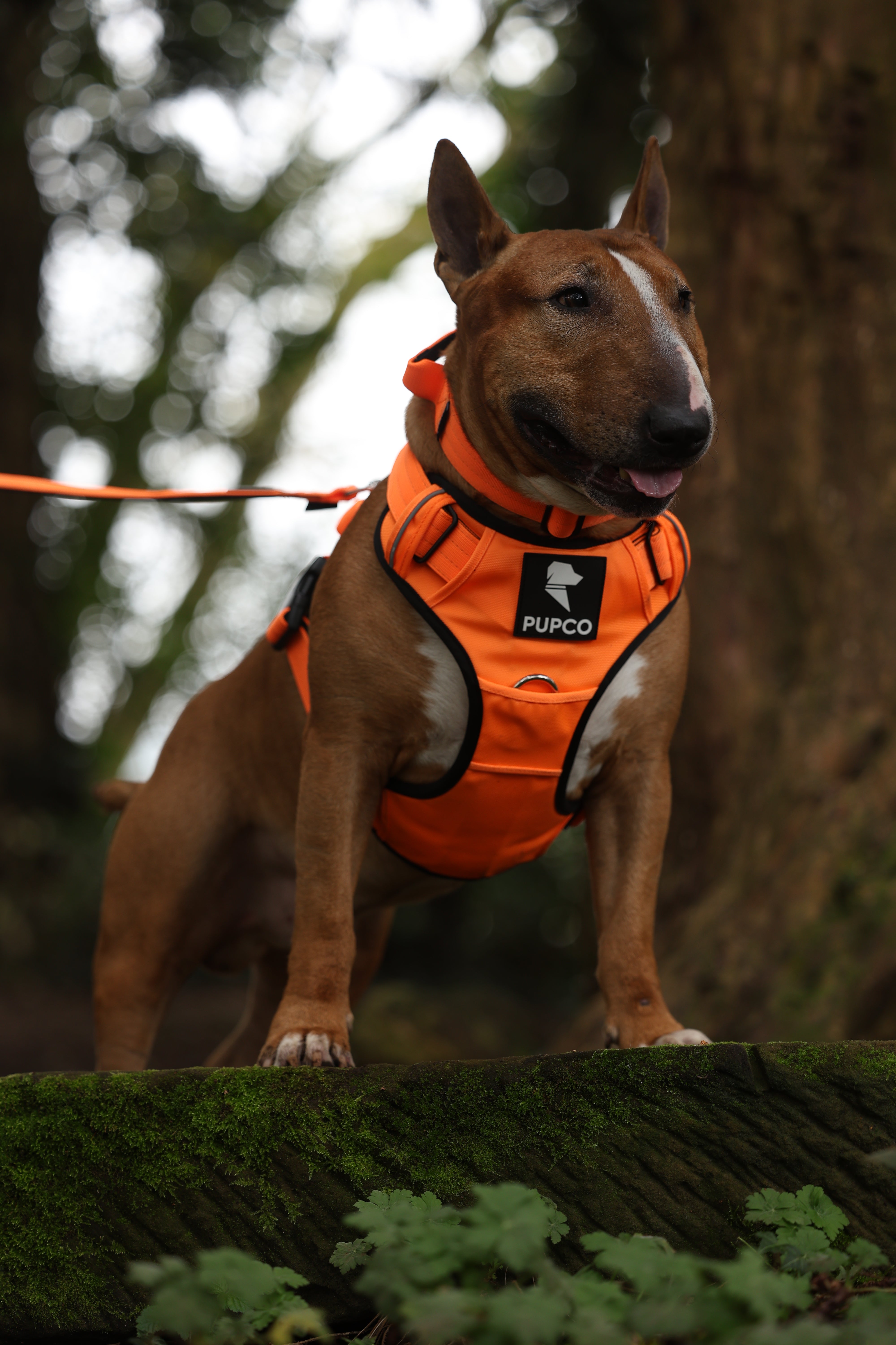 Bull terrier wearing a bright orange Prime harness - Orange with Pupco branding, standing outdoors on a moss-covered log in a forest setting.