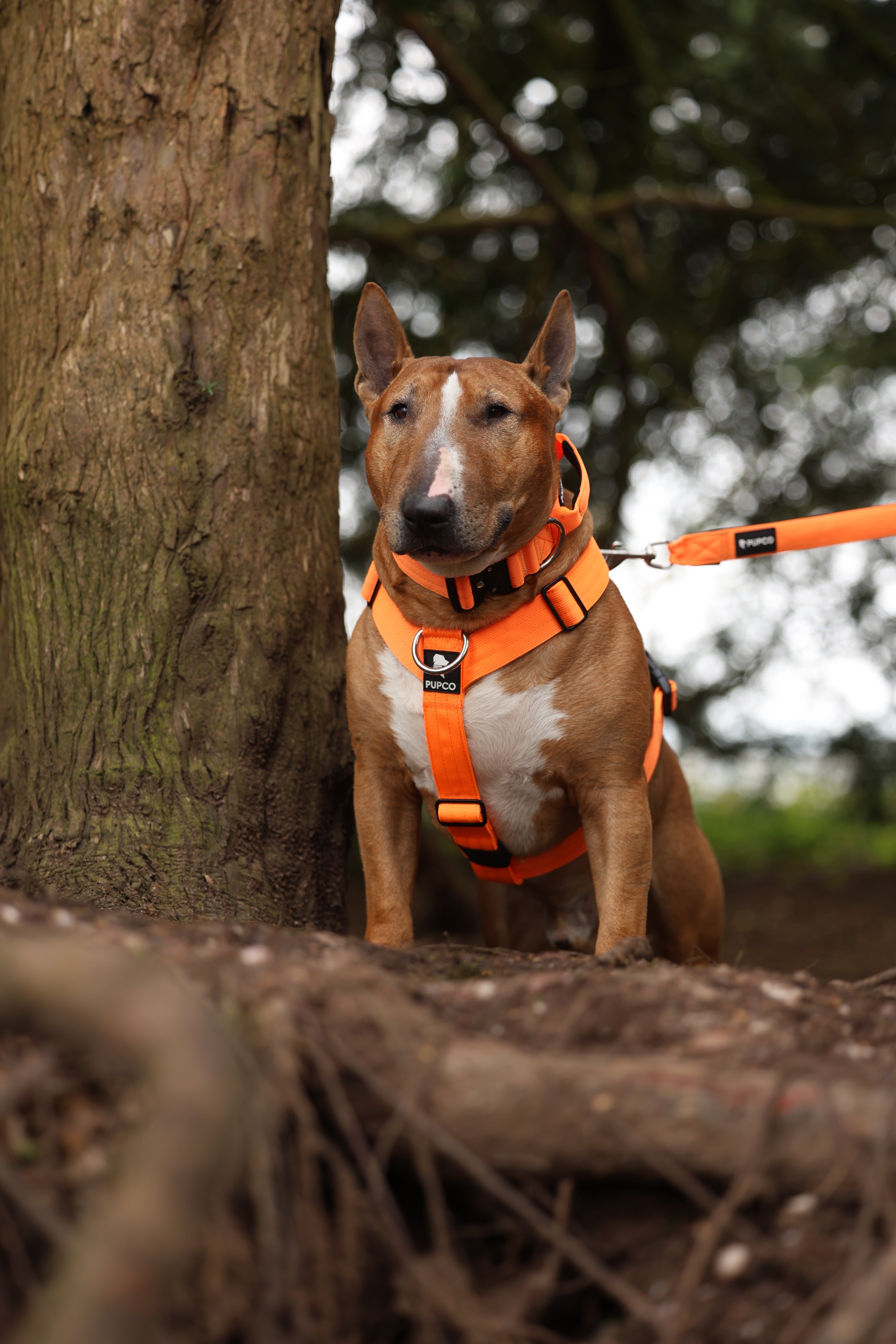 Dog wearing bright orange Ultra Harness - Anti pull - Orange standing next to a tree outdoors with matching orange lead attached, designed for high energy dogs.