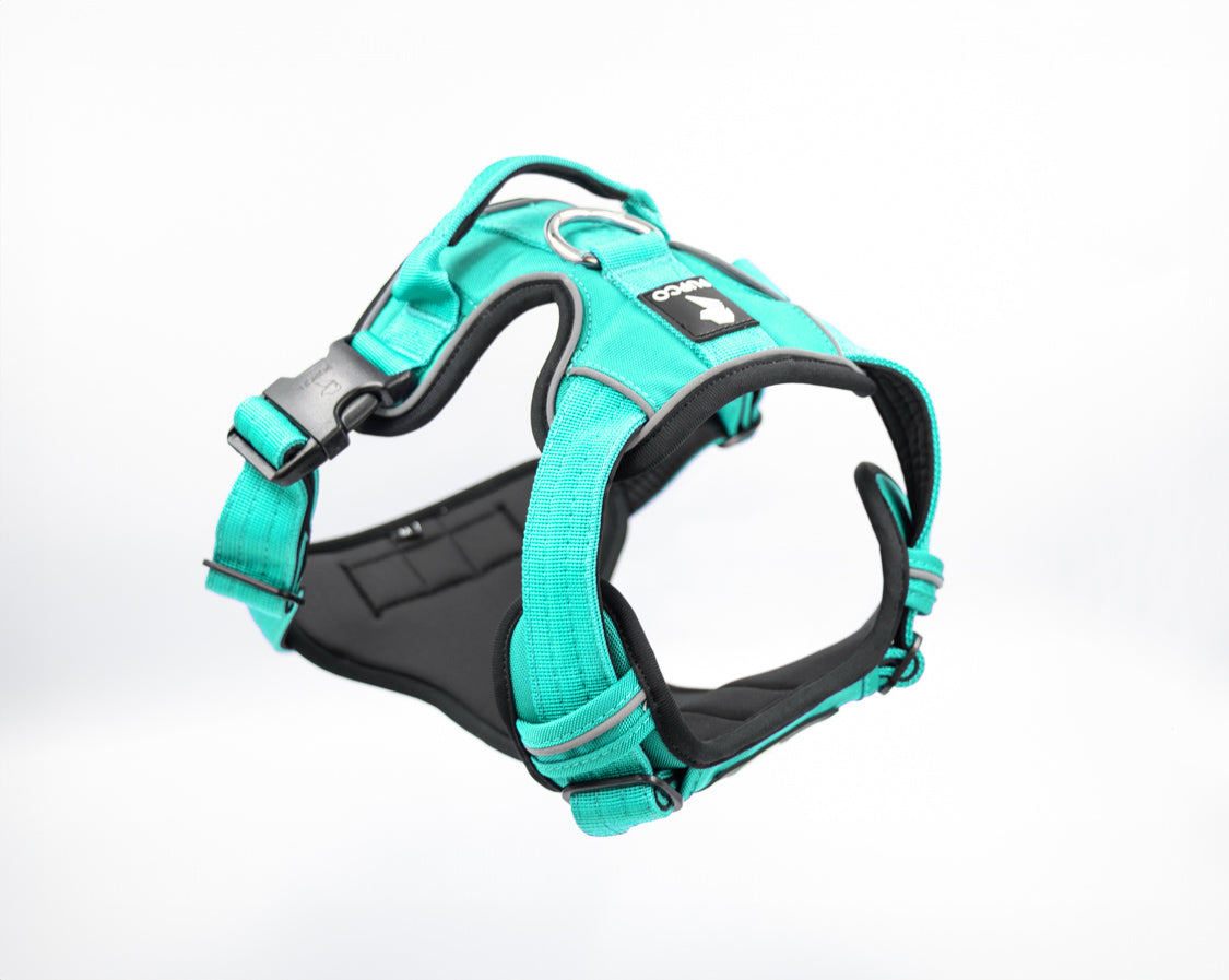 Prime harness - Turquoise