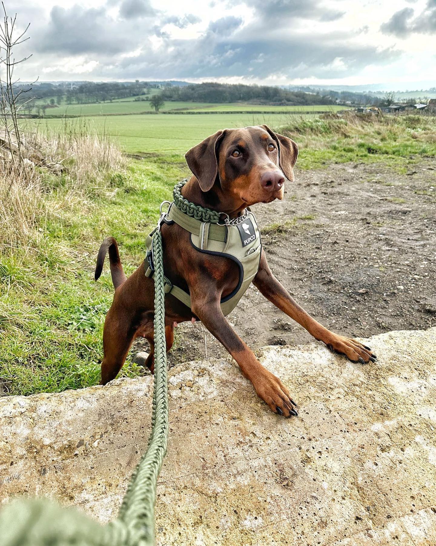 Prime harness bundle - Khaki