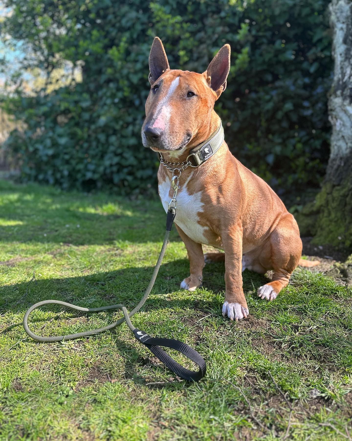 Martingale collar - Khaki