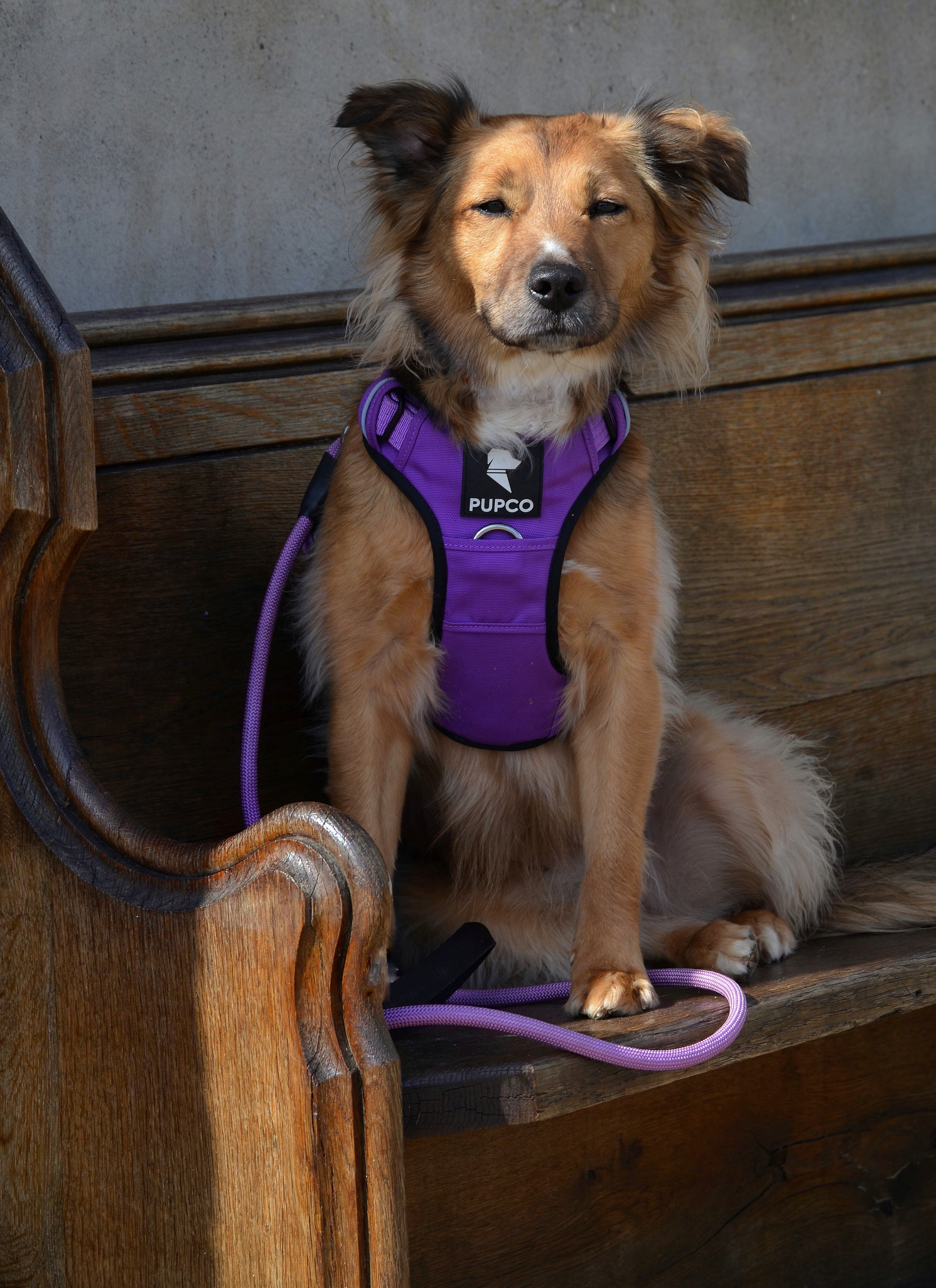 Prime harness bundle - Purple