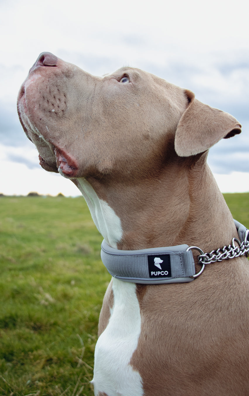 Martingale collar - Grey