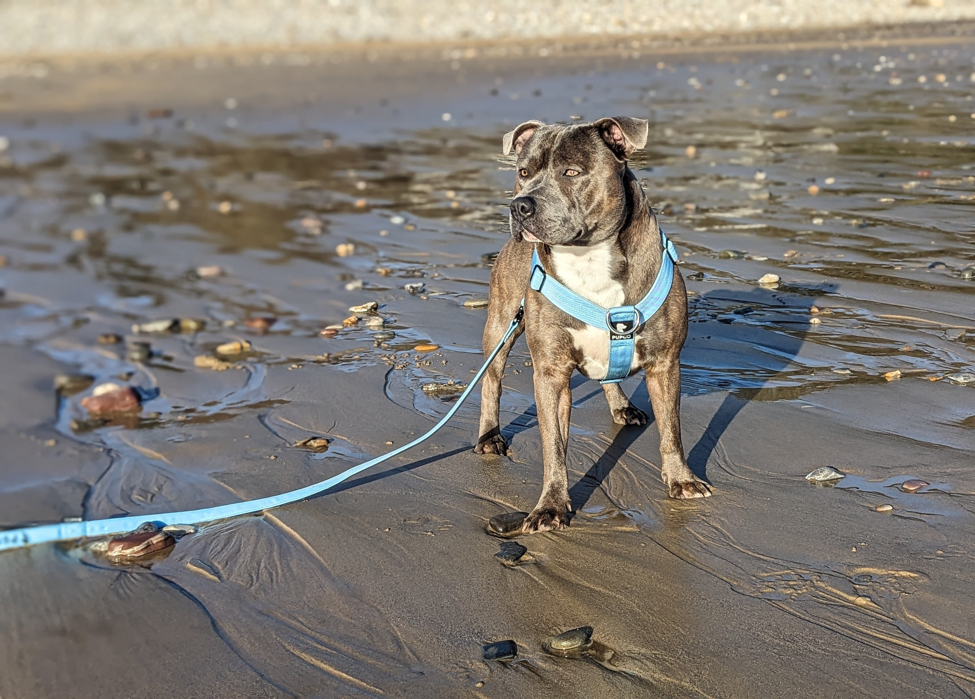 Ultra Harness - Anti pull - Sky blue