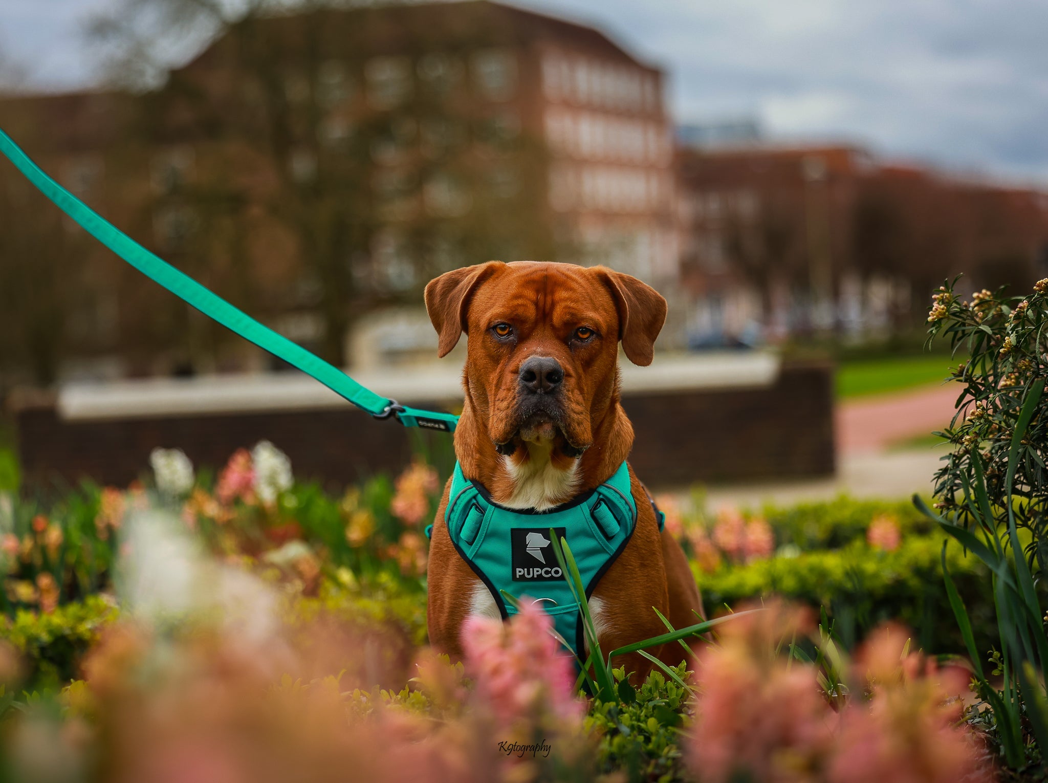 Prime harness bundle - Turquoise