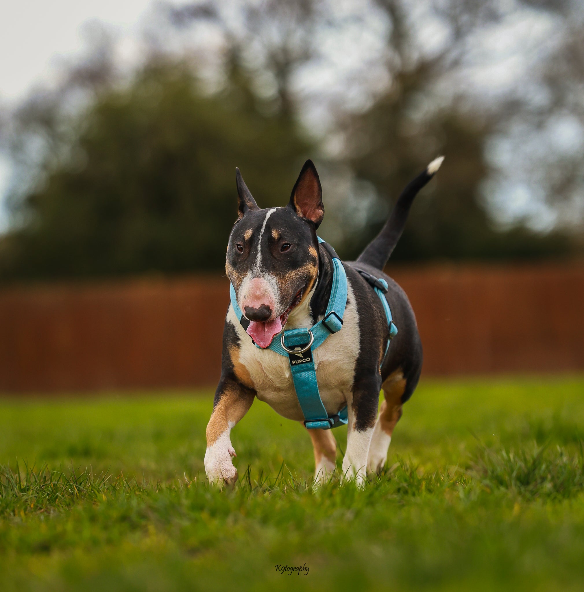 Black and white Bull Terrier wearing a sky blue Ultra Harness - Anti pull - Sky blue walking on grass in an outdoor setting with a wooden fence and trees in the background