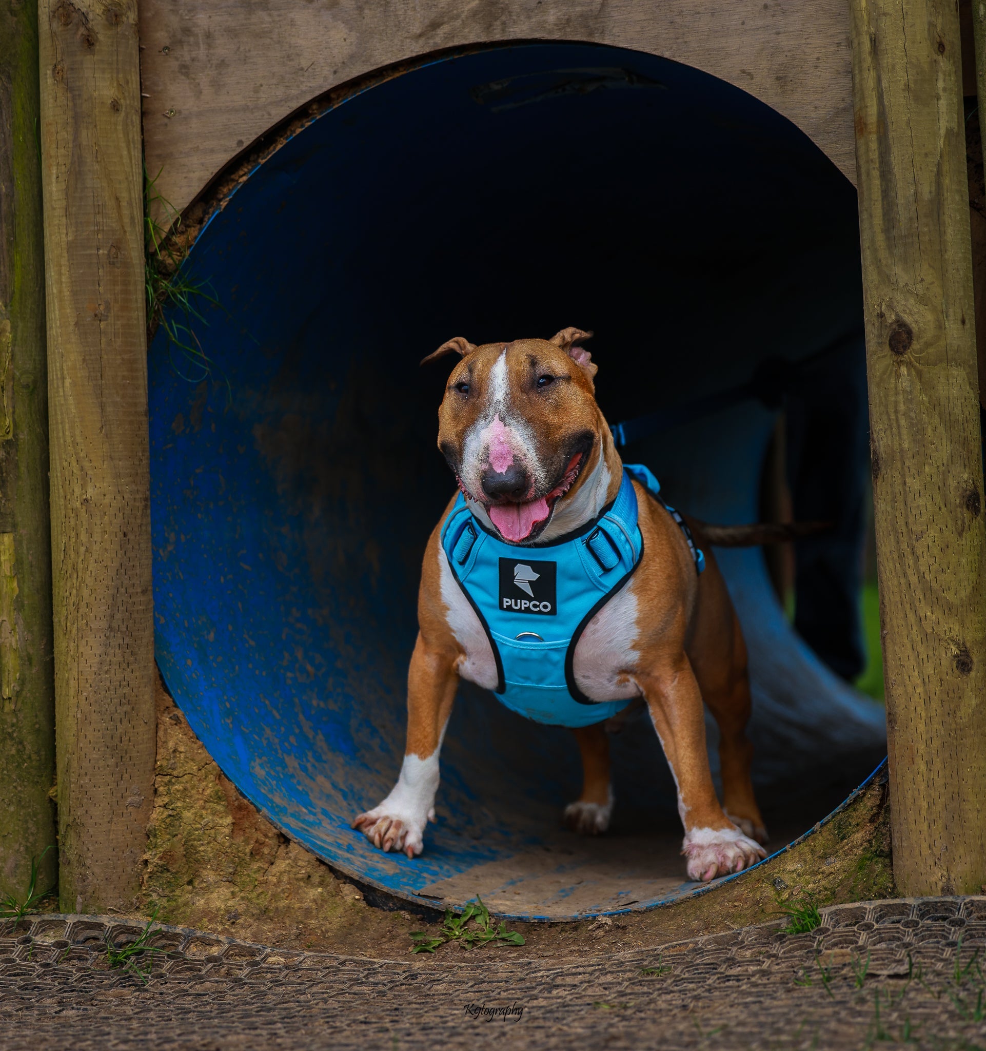 Prime harness bundle - Sky blue