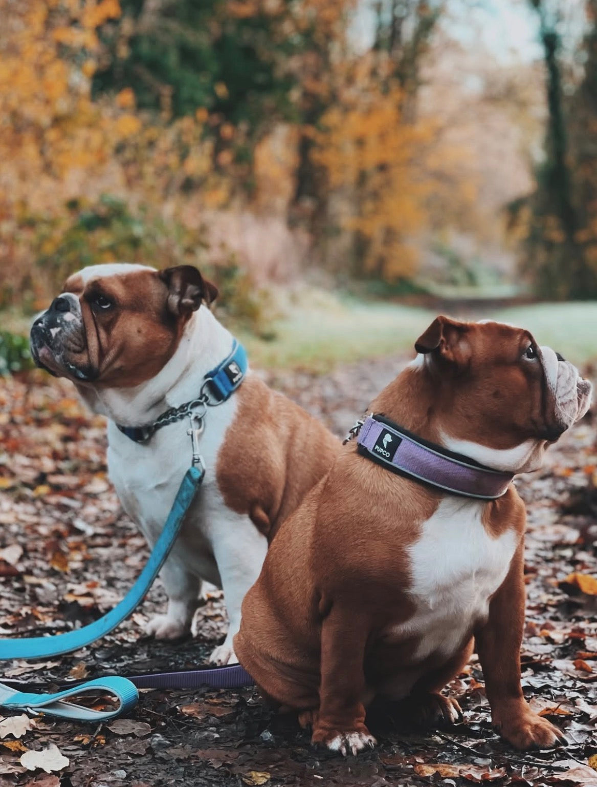 Martingale collar - Purple/ Black