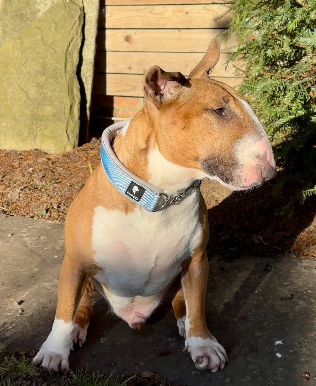 Martingale collar - Sky blue/Grey