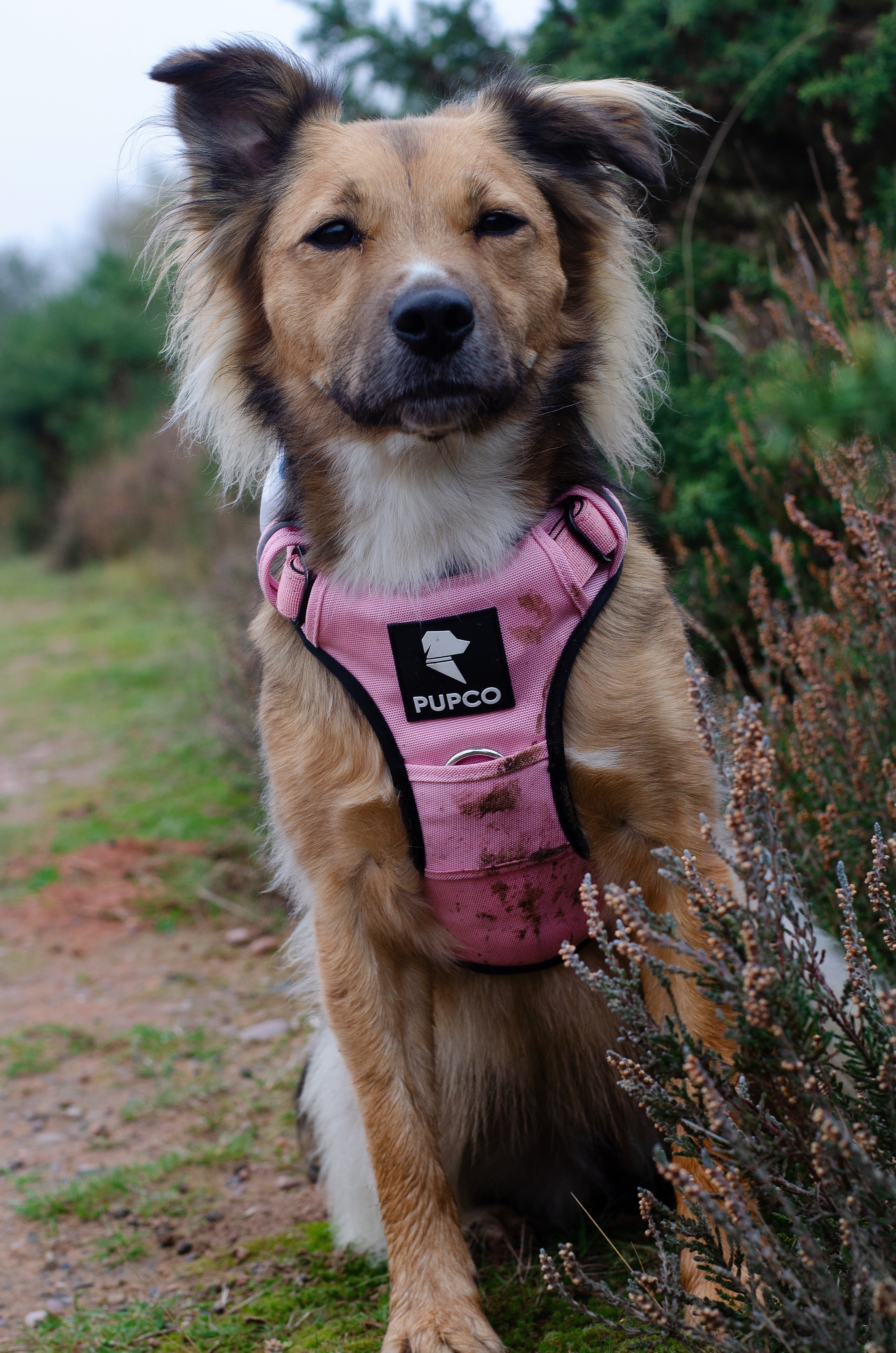Prime harness bundle - Pink