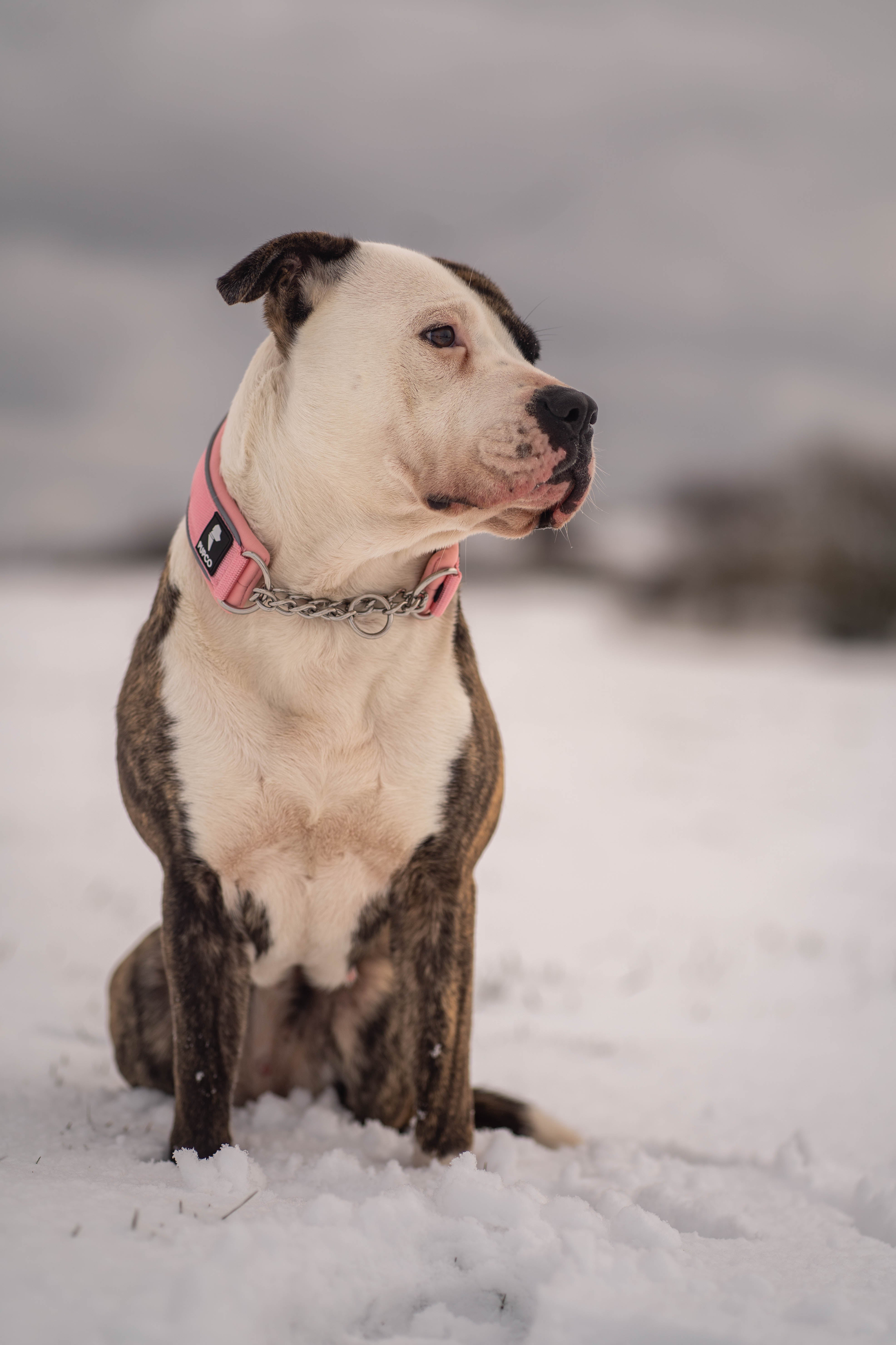 Martingale collar - Pink