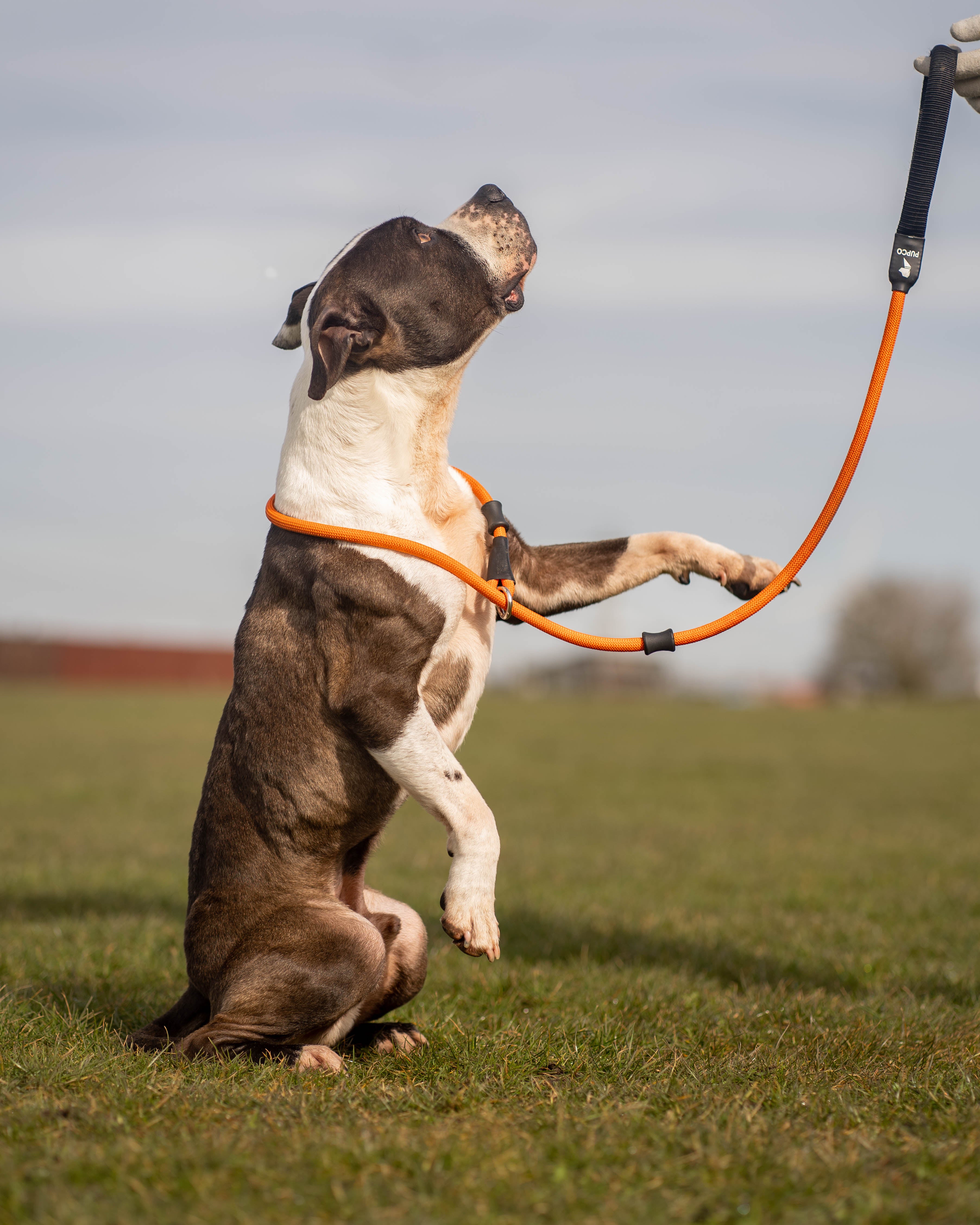 Slip rope lead - Orange