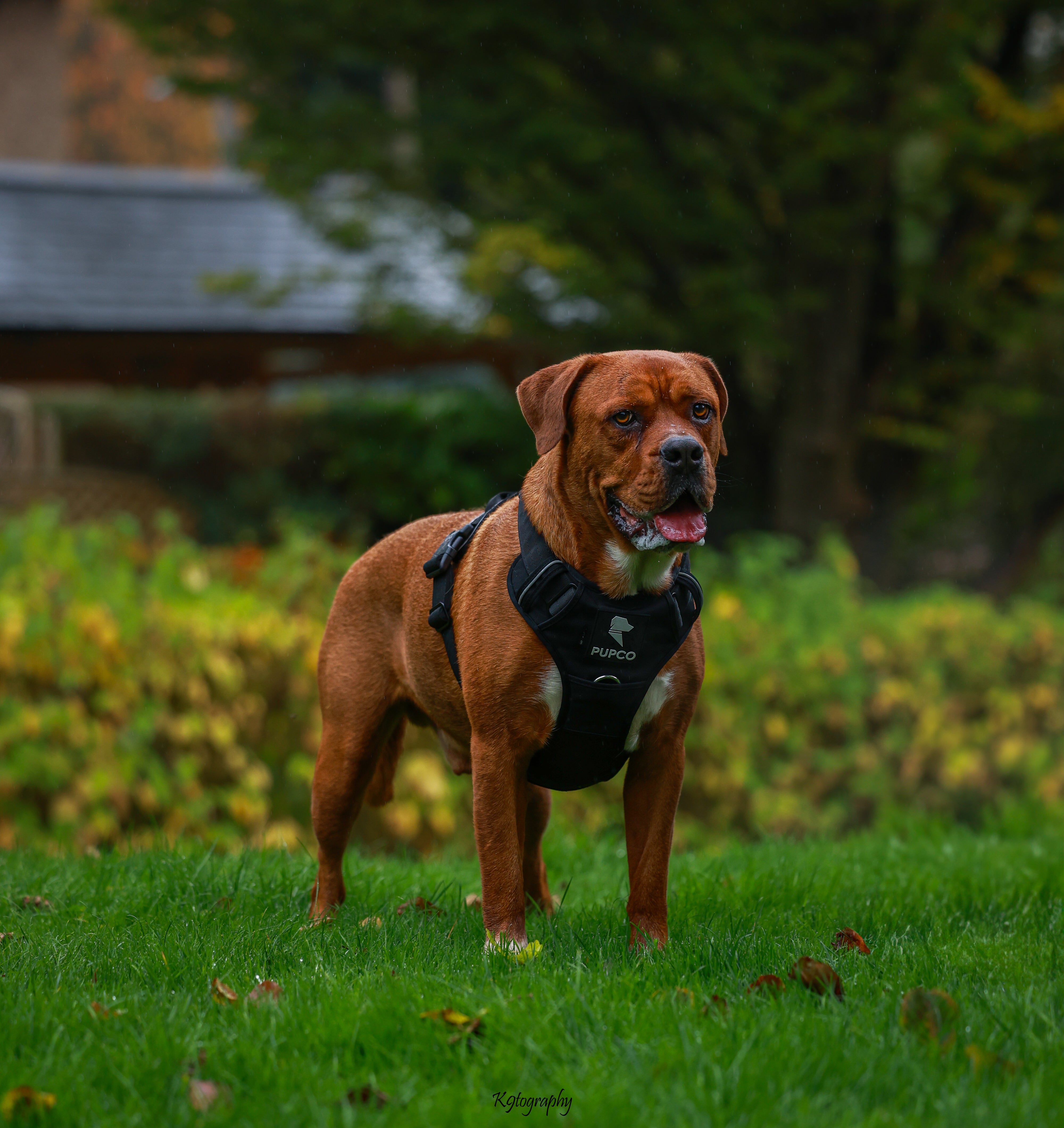 Brown dog standing on grass wearing a Prime harness - Black by Pupco, designed for performance and durability during outdoor activities and dog training.