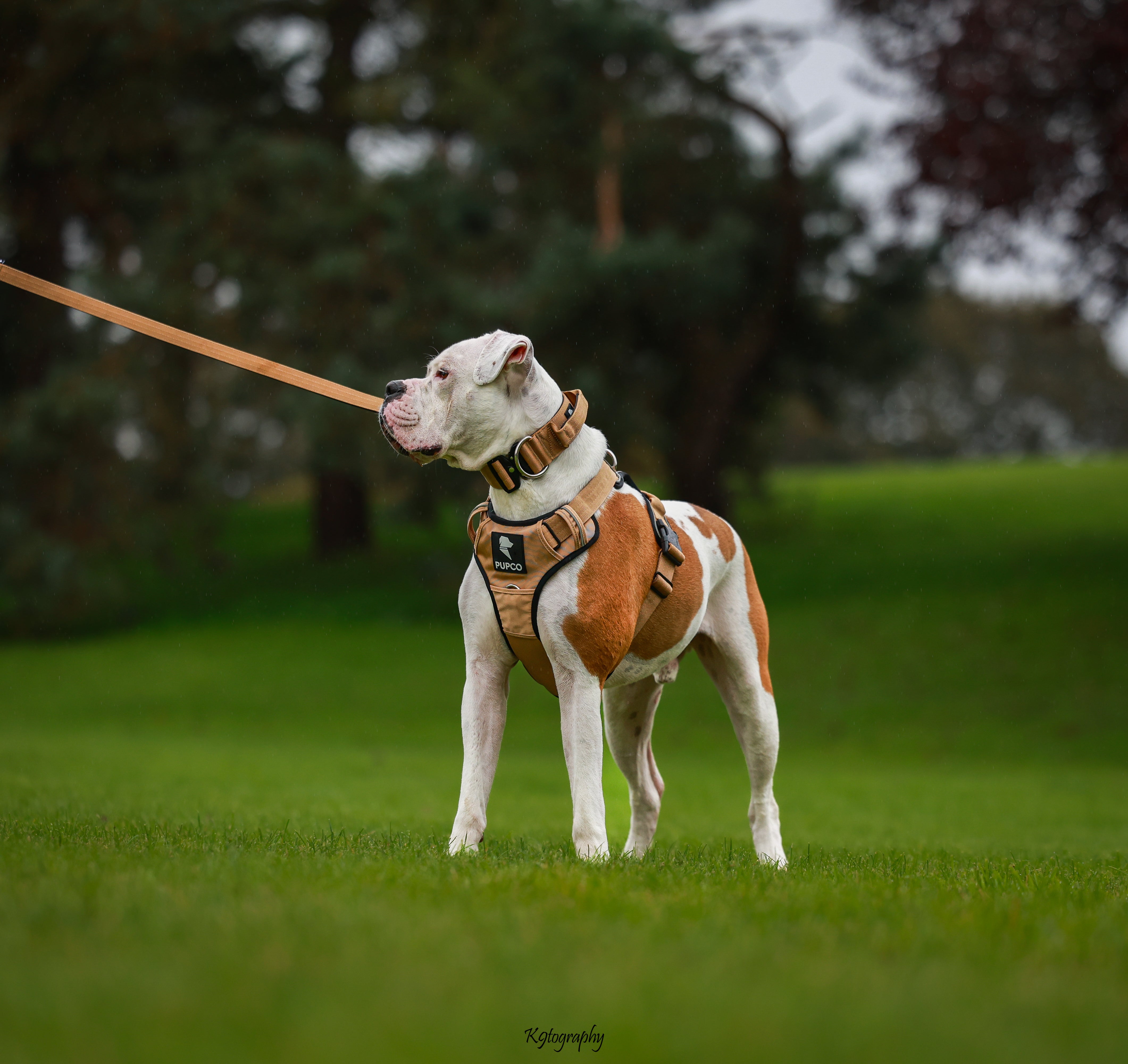 Prime harness bundle - Tan