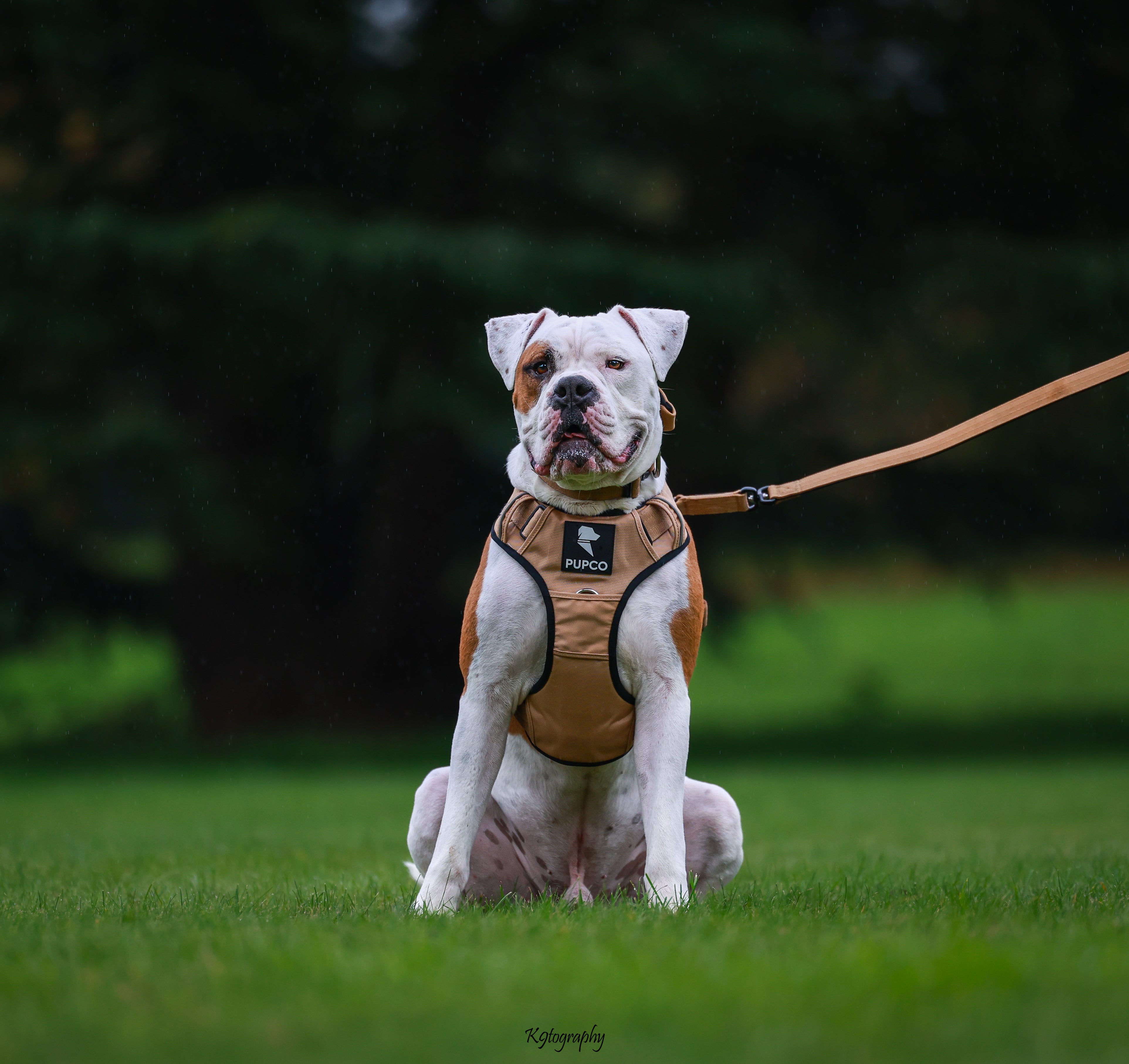 Prime harness bundle - Tan